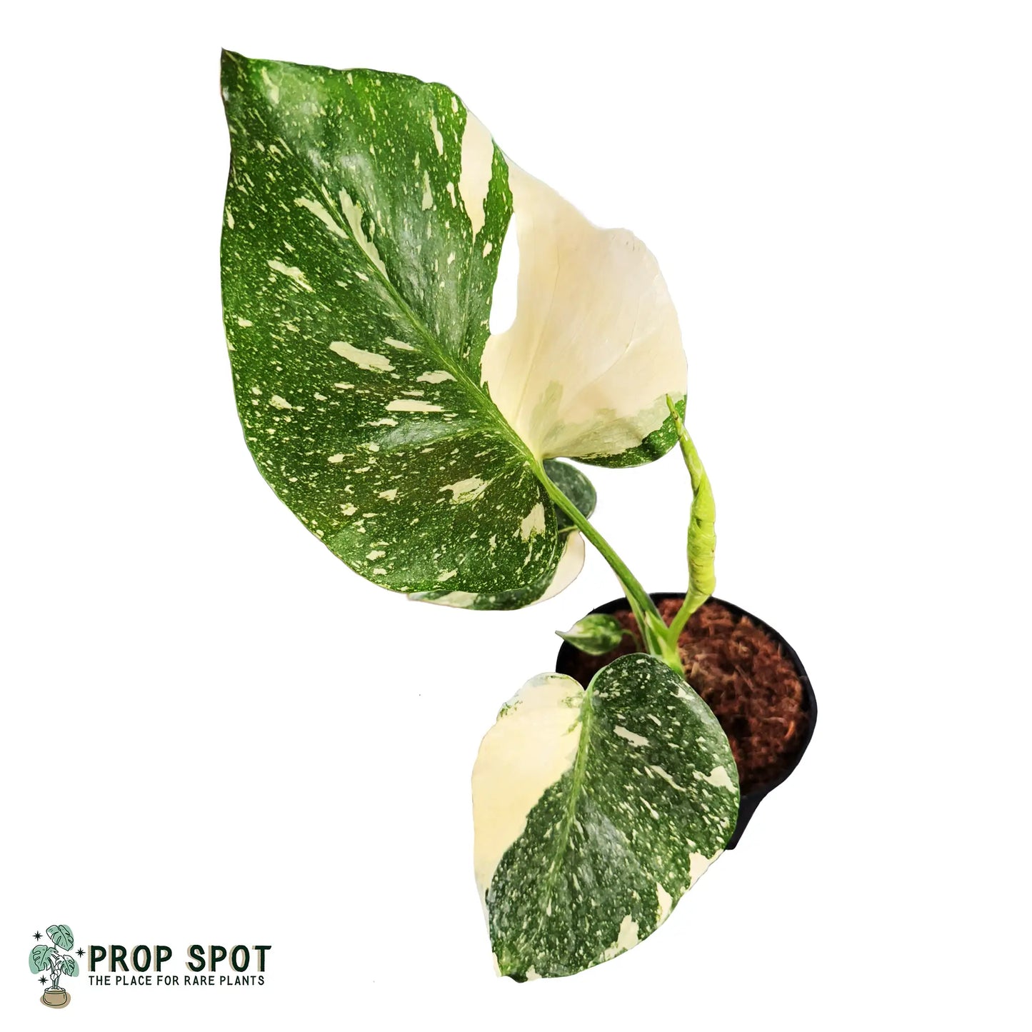 Monstera Thai Constellation – Rare Variegated Tropical Houseplant