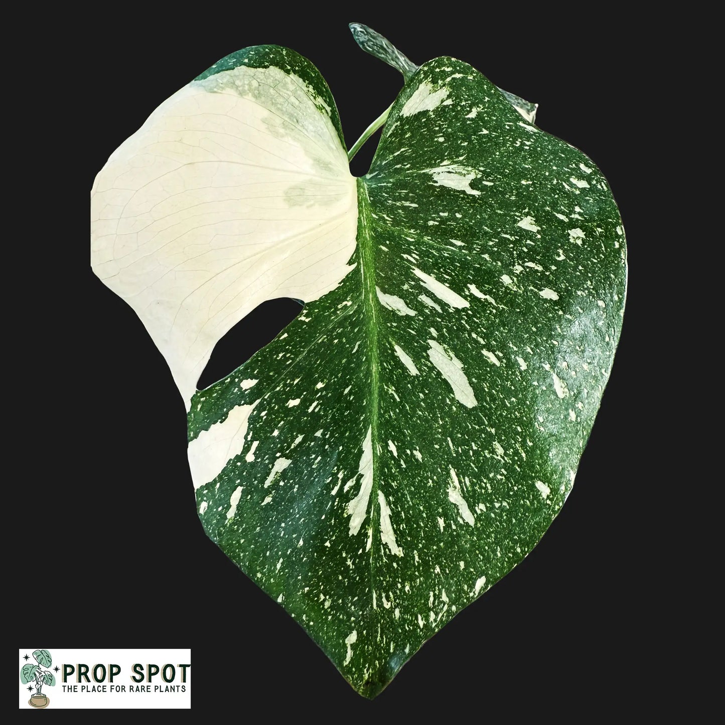 Monstera Thai Constellation – Rare Variegated Tropical Houseplant