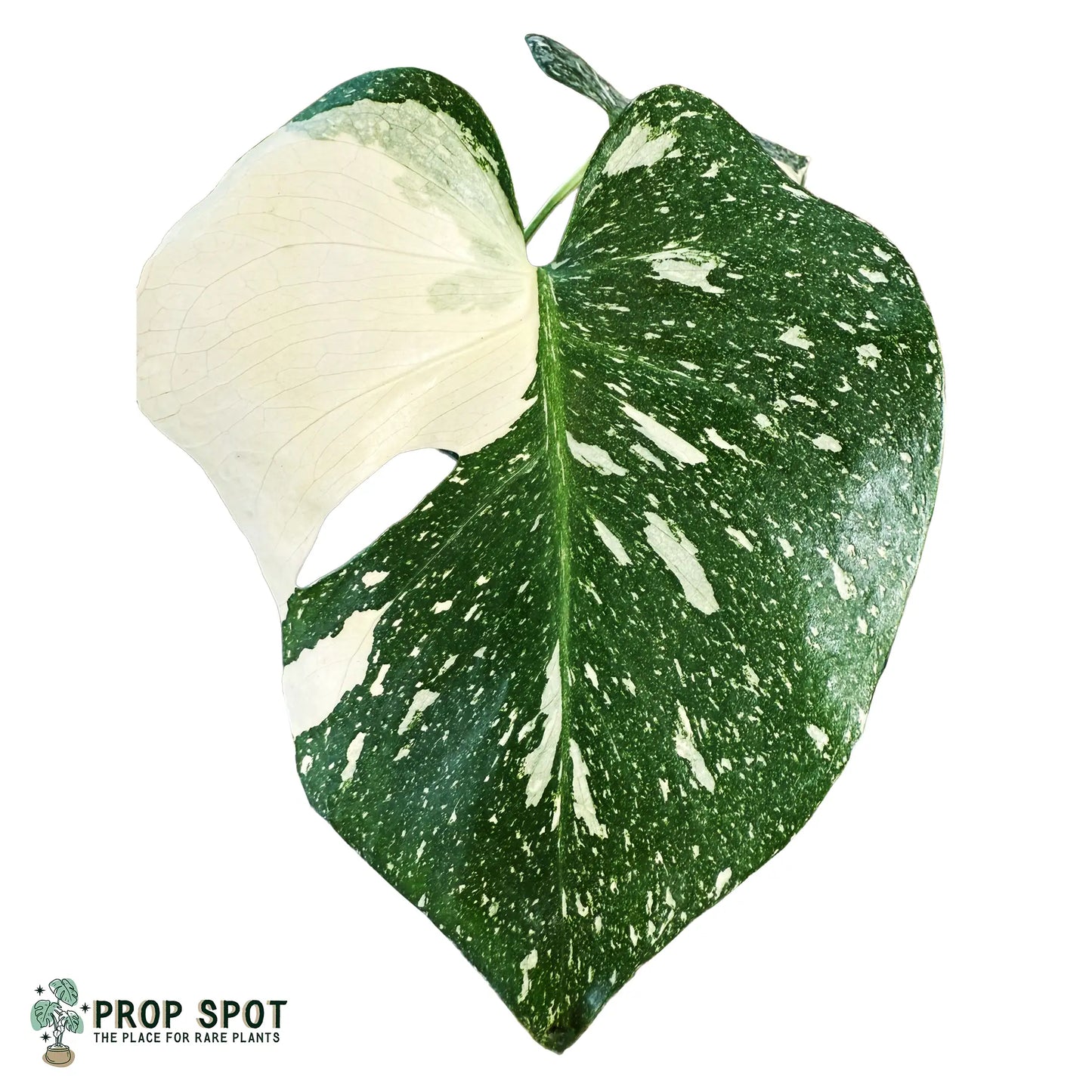 Monstera Thai Constellation – Rare Variegated Tropical Houseplant