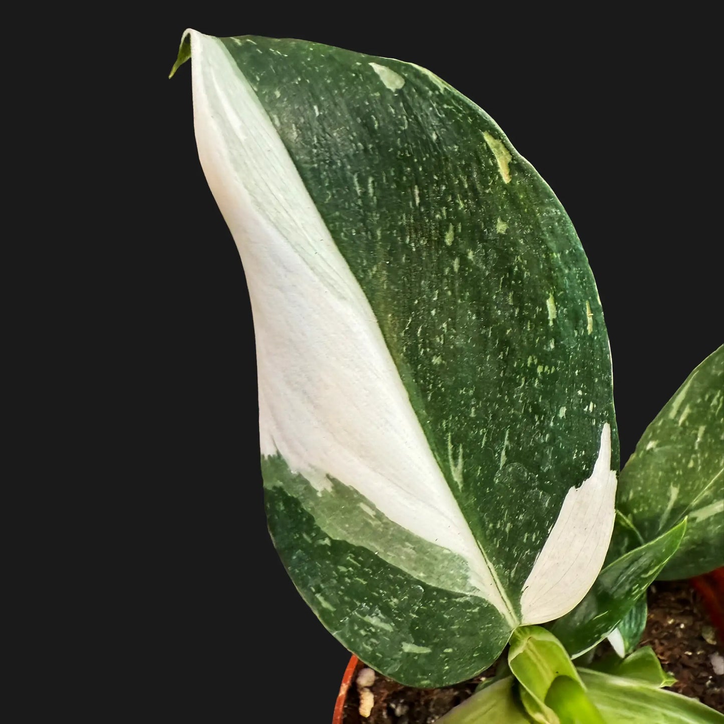 Philodendron 'White Wizard' – Rare Variegated Tropical Climber