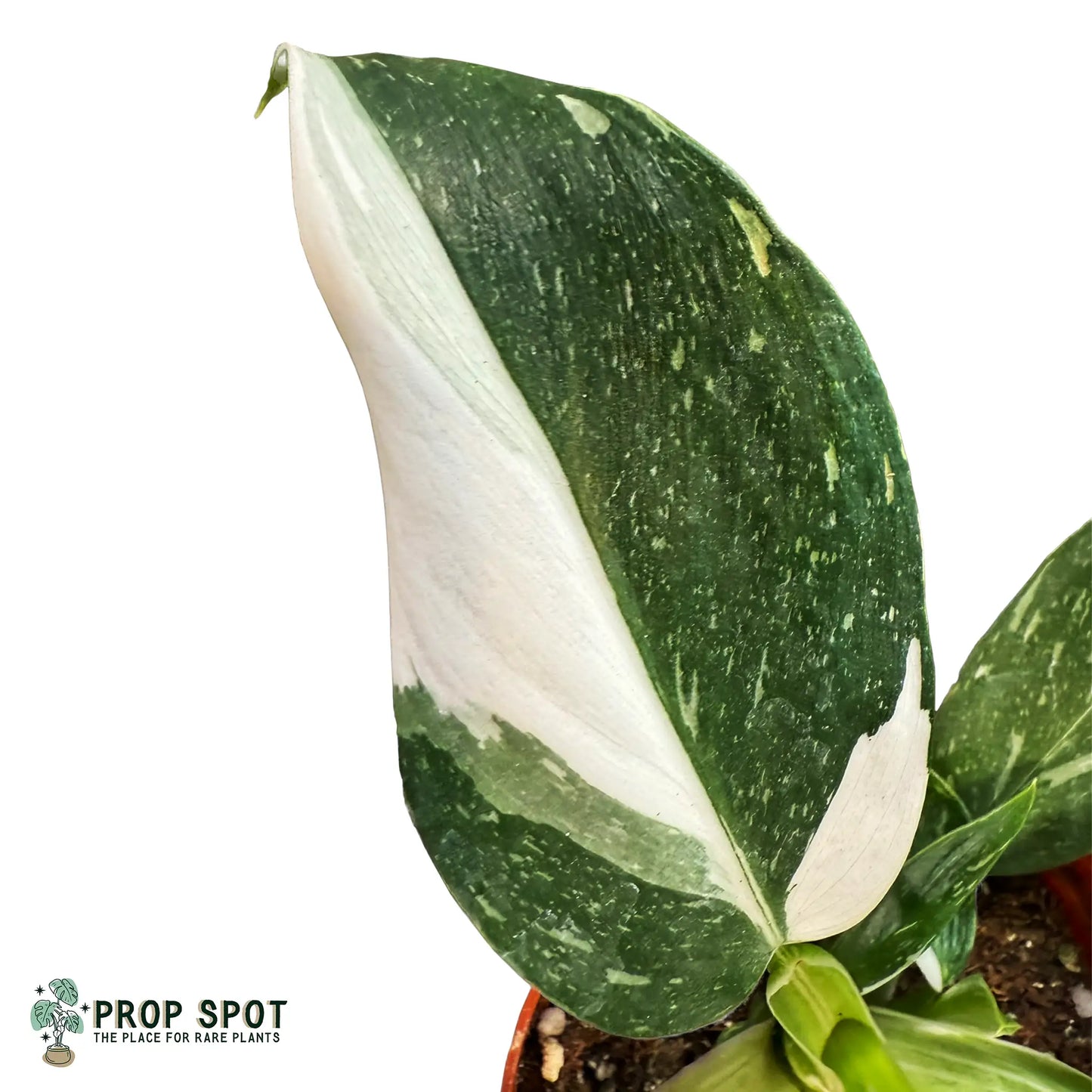 Philodendron 'White Wizard' – Rare Variegated Tropical Climber