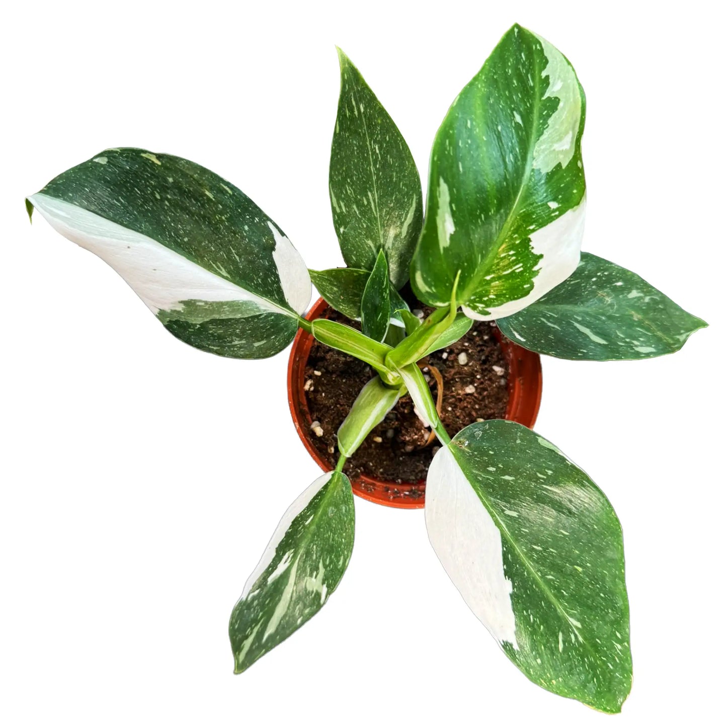 Philodendron 'White Wizard' – Rare Variegated Tropical Climber