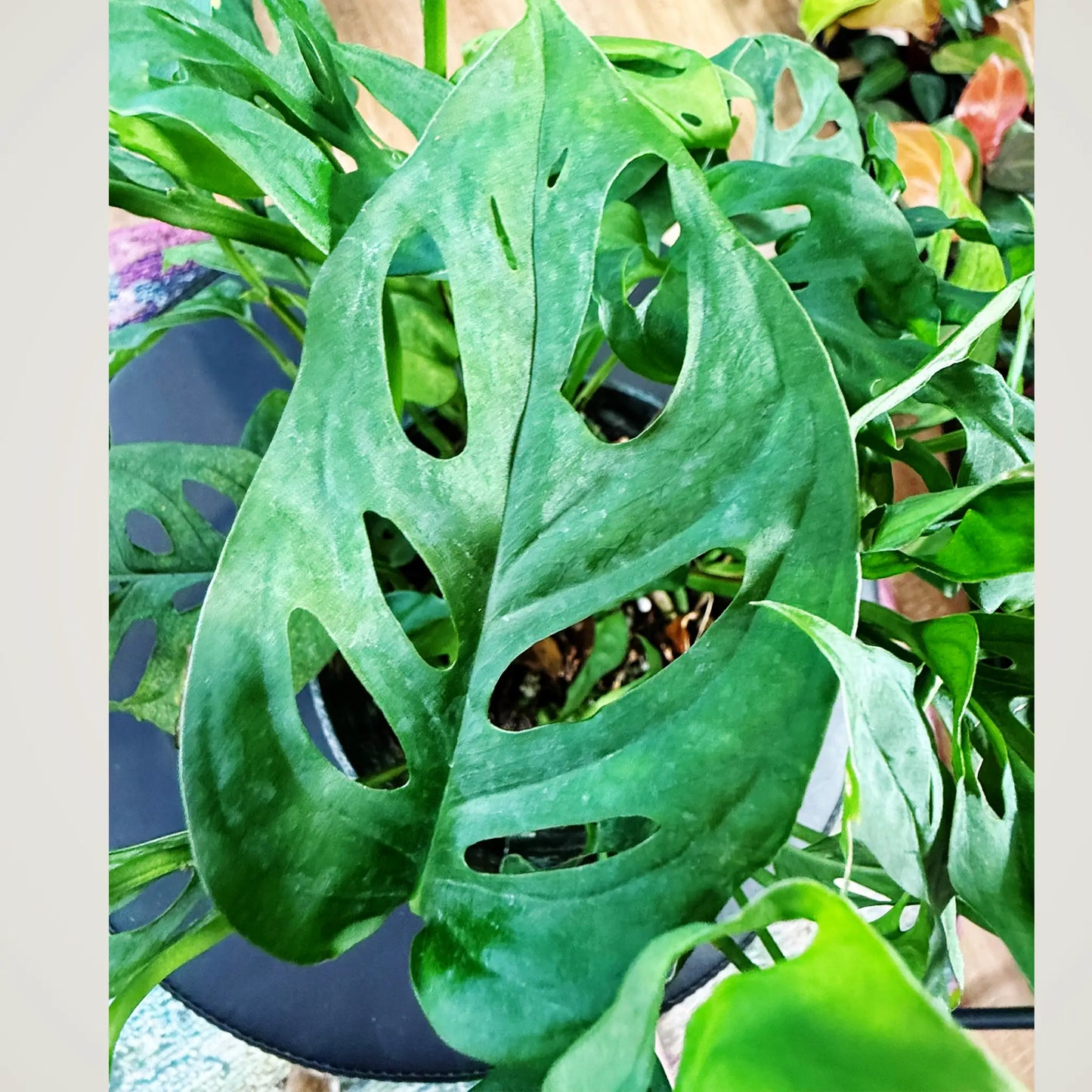 Monstera Adansonii ā Swiss Cheese Plant with Fenestrated Leaves