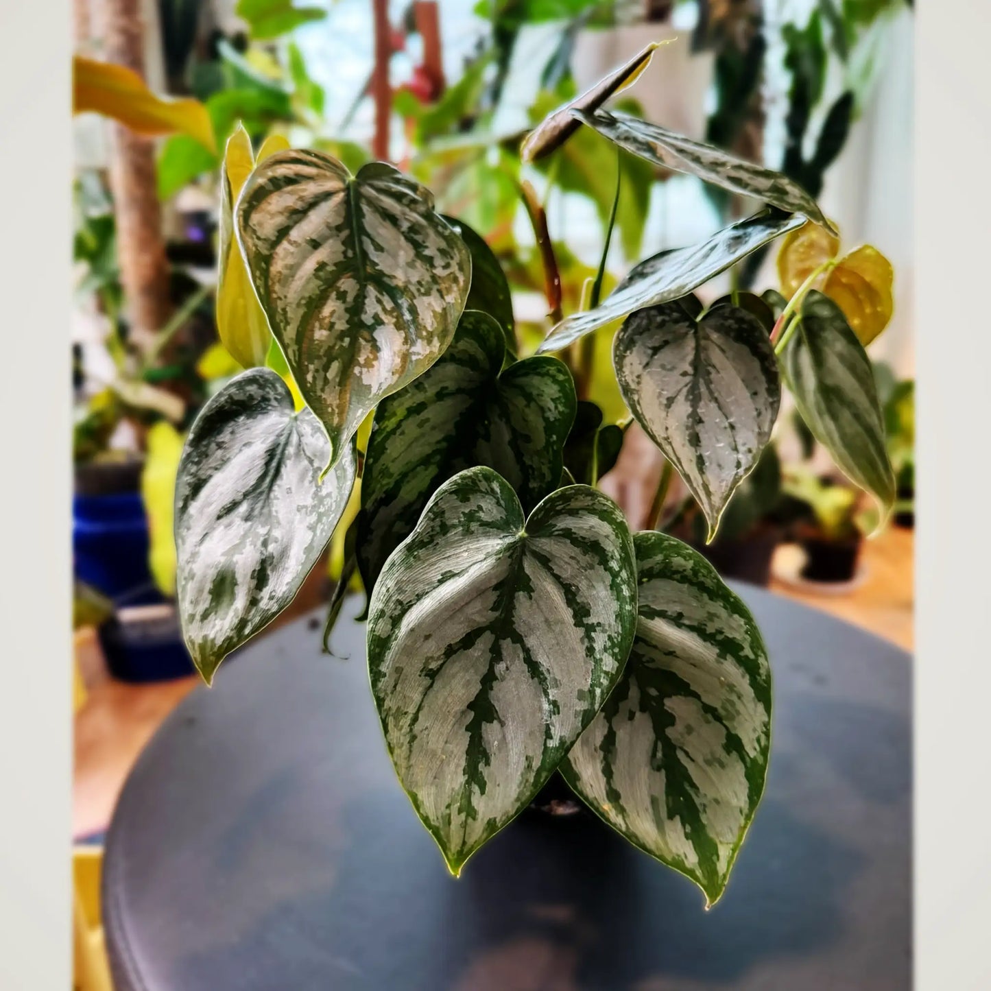 Philodendron Brandtianum- Rare Variegated Tropical Climber