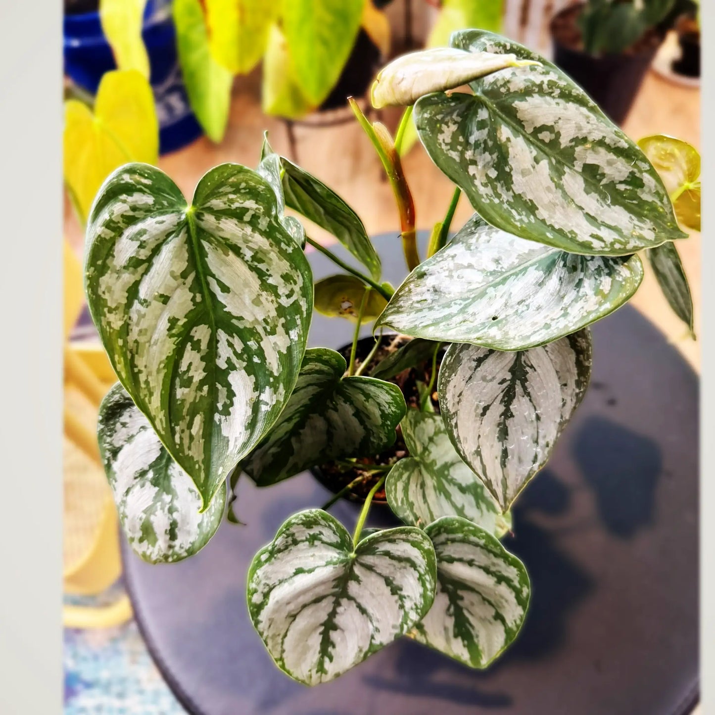 Philodendron Brandtianum- Rare Variegated Tropical Climber