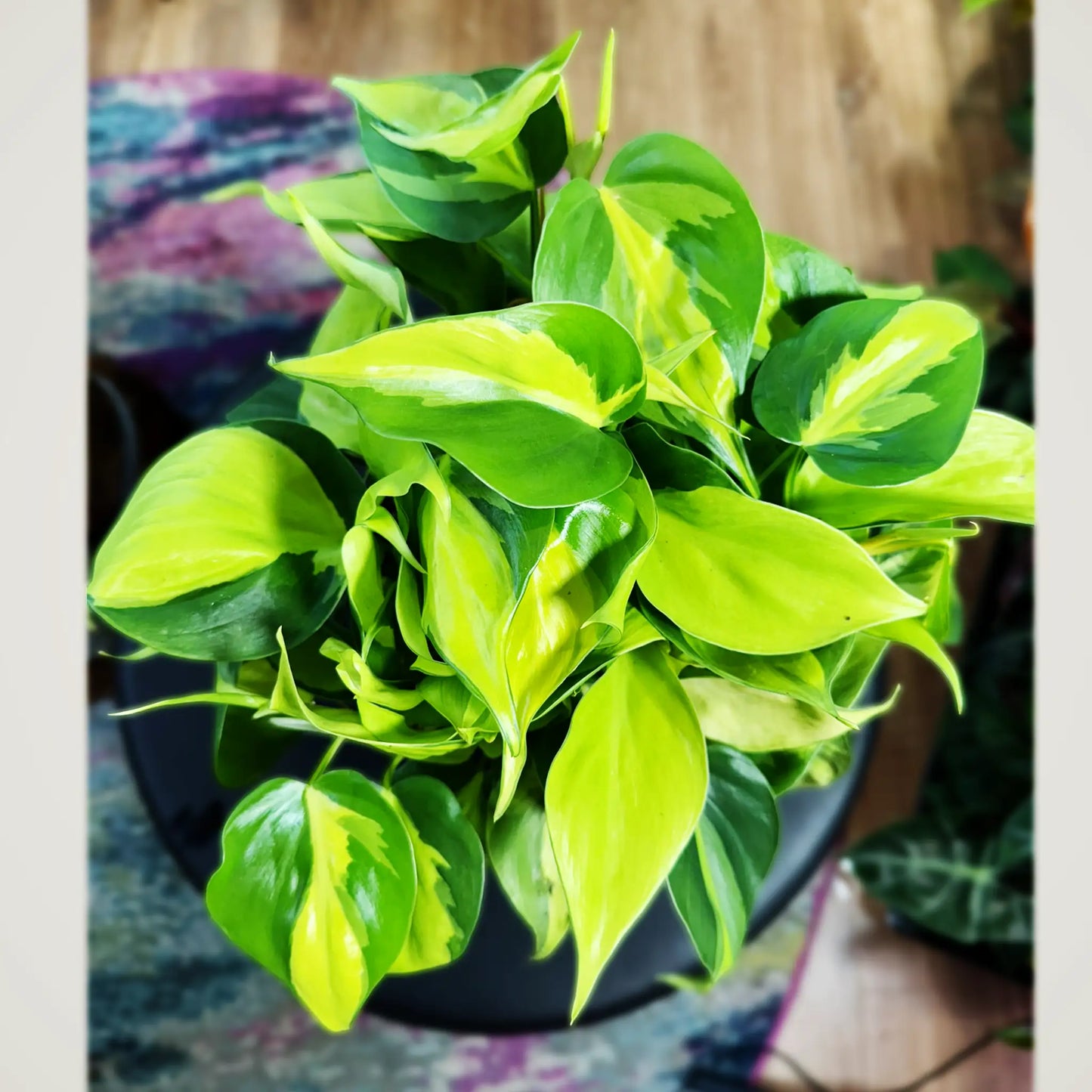 Philodendron hederaceum 'Brasil'