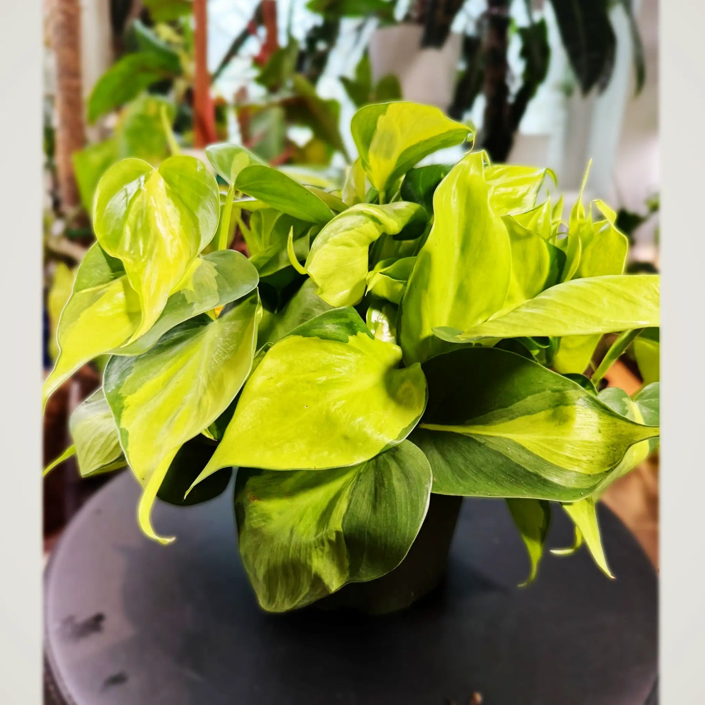 Philodendron hederaceum 'Brasil'