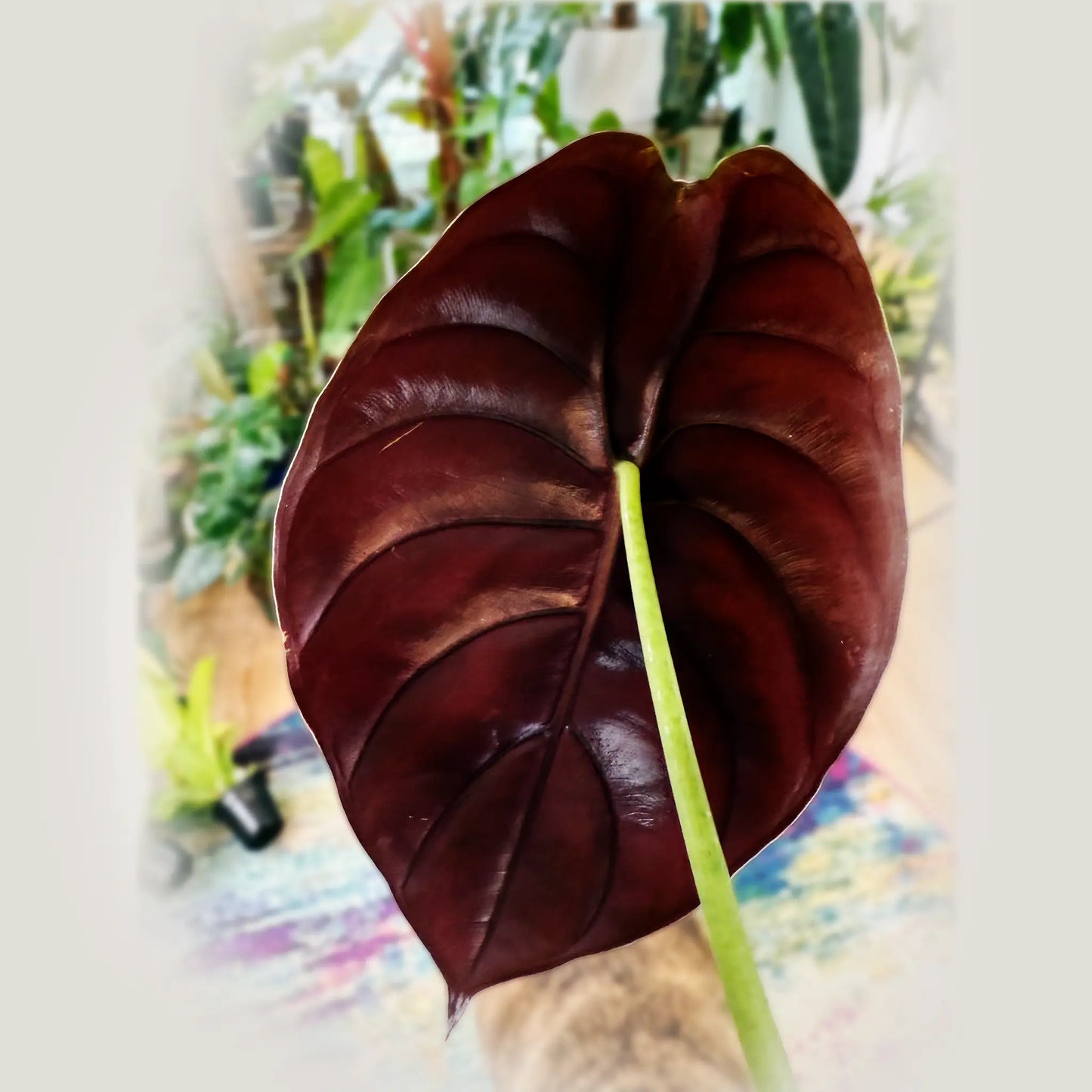 Alocasia cuprea – The Metallic Jewel of Tropical Plants
