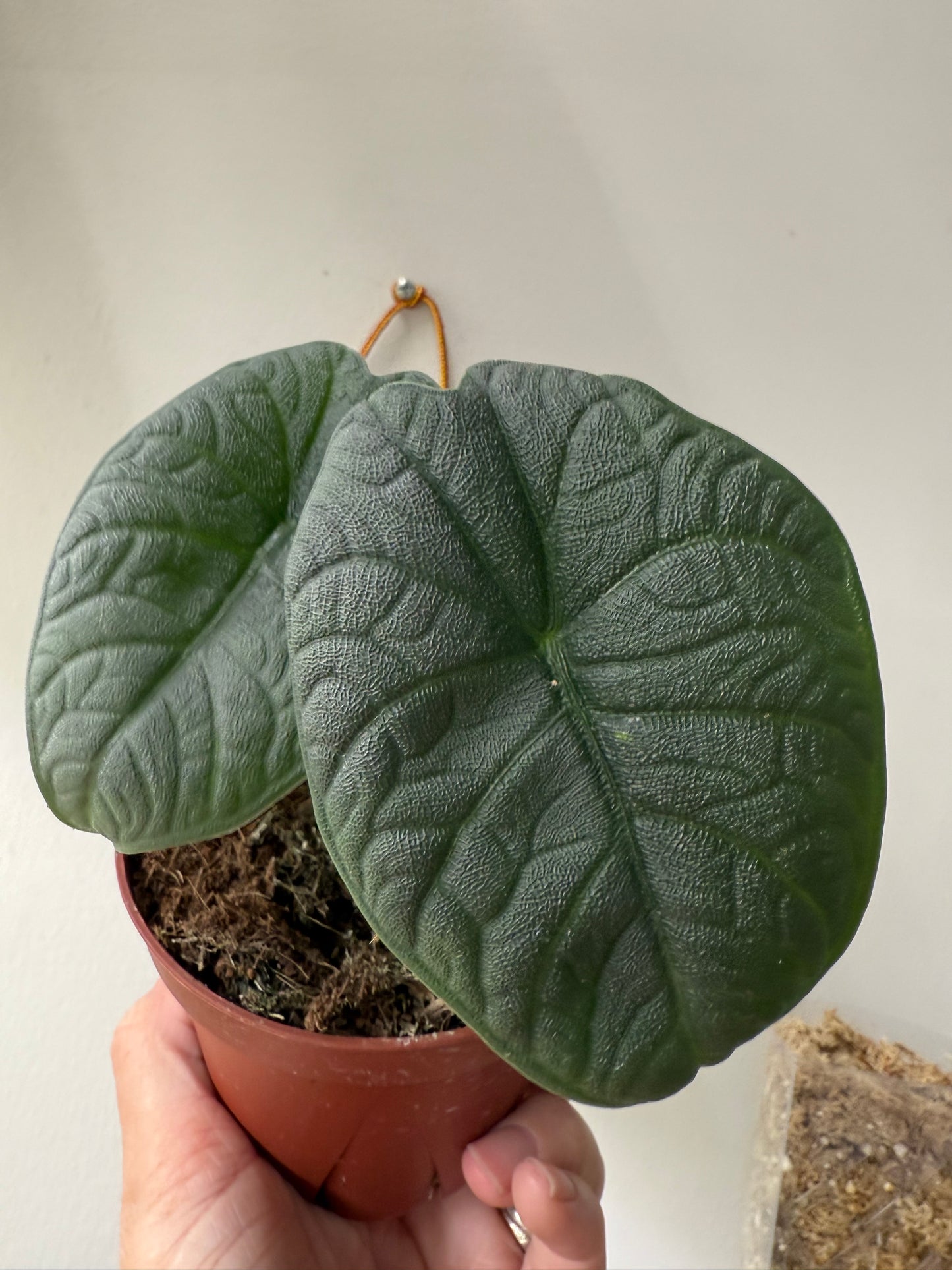 Alocasia Melo – Rare Bubble-Textured Tropical Houseplant