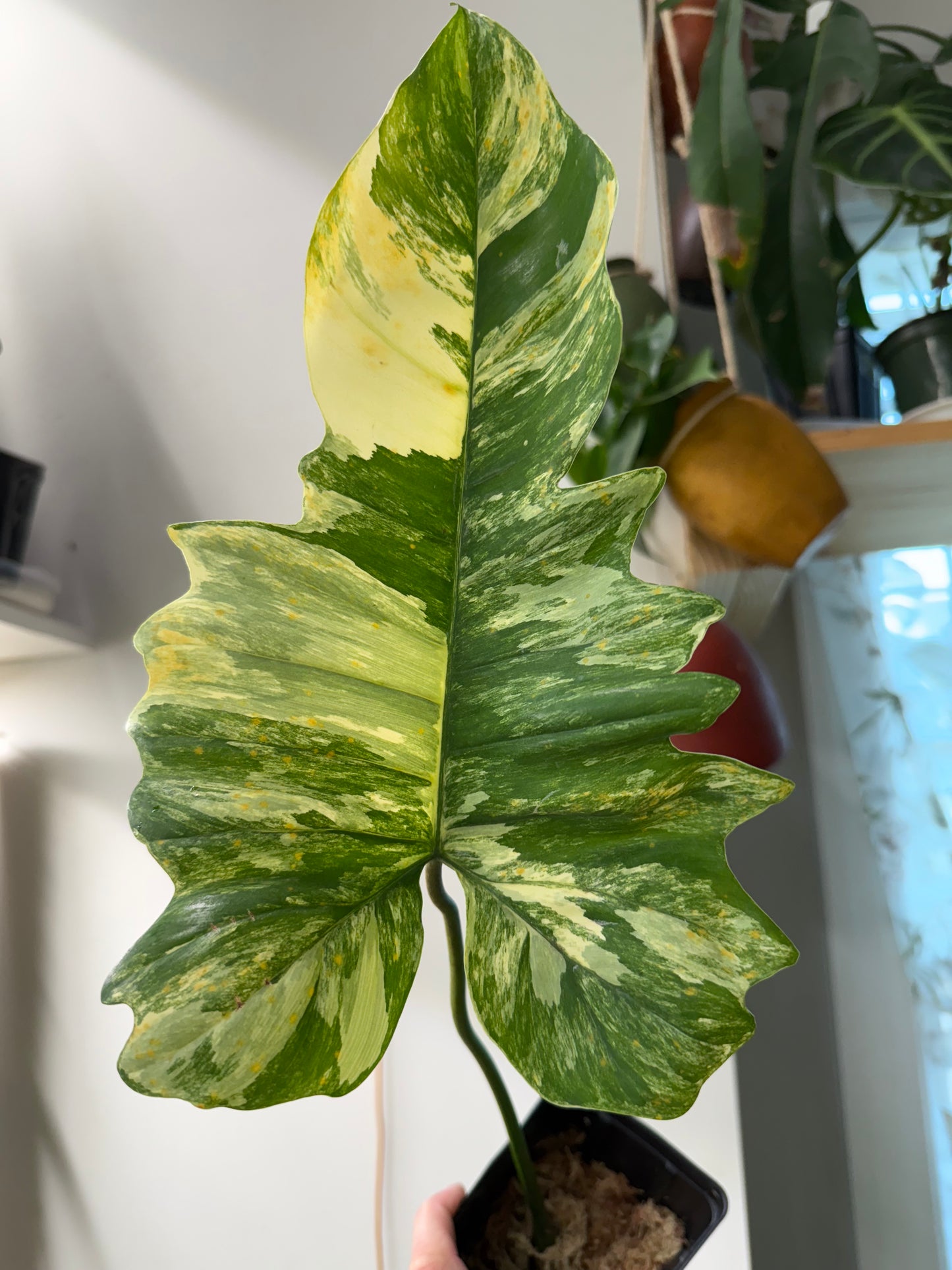 Philodendron Florida Beauty x Mayoi