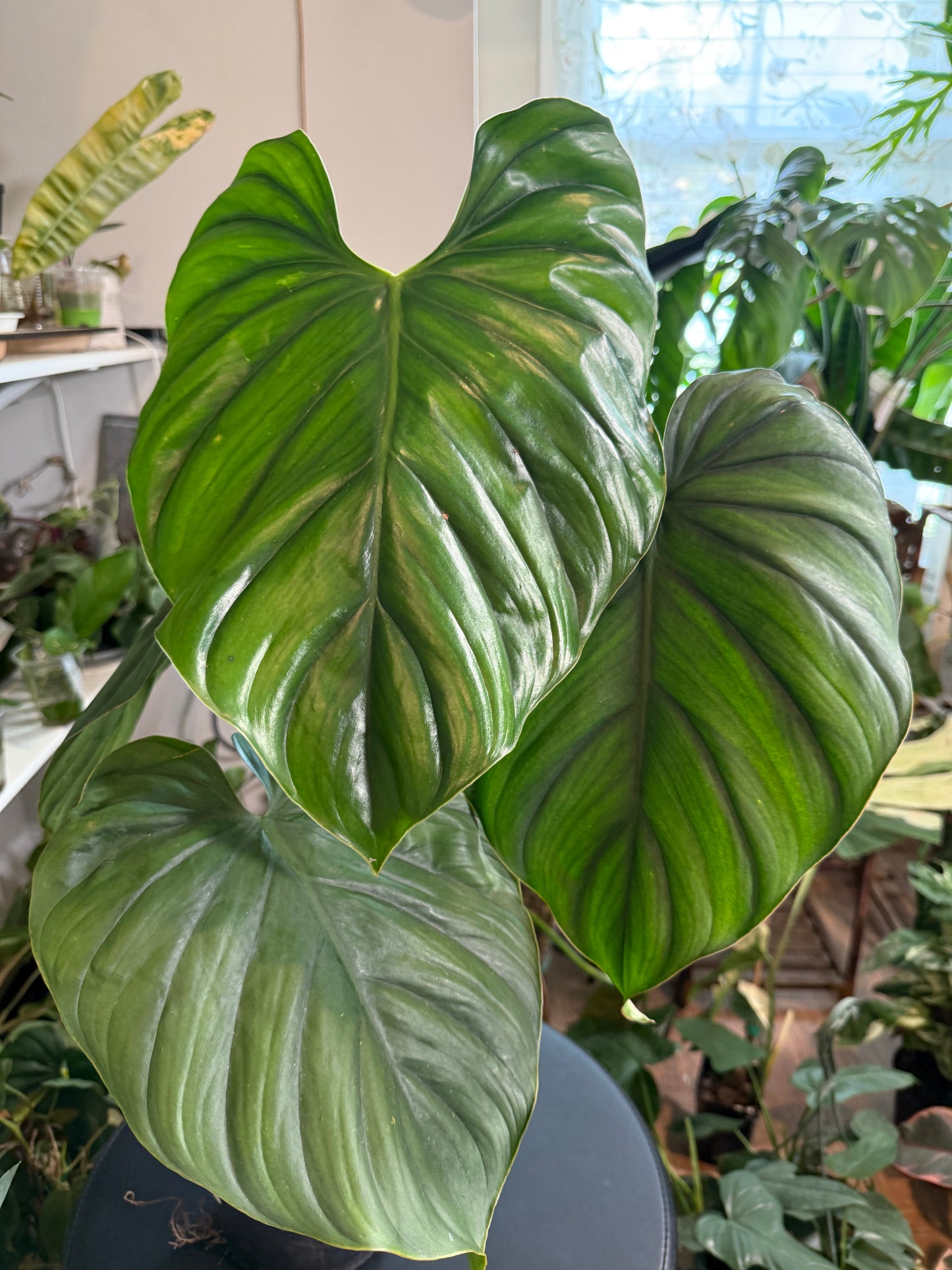 Philodendron Columbia for sale – rare climbing aroid with large velvety green leaves and bold veining.