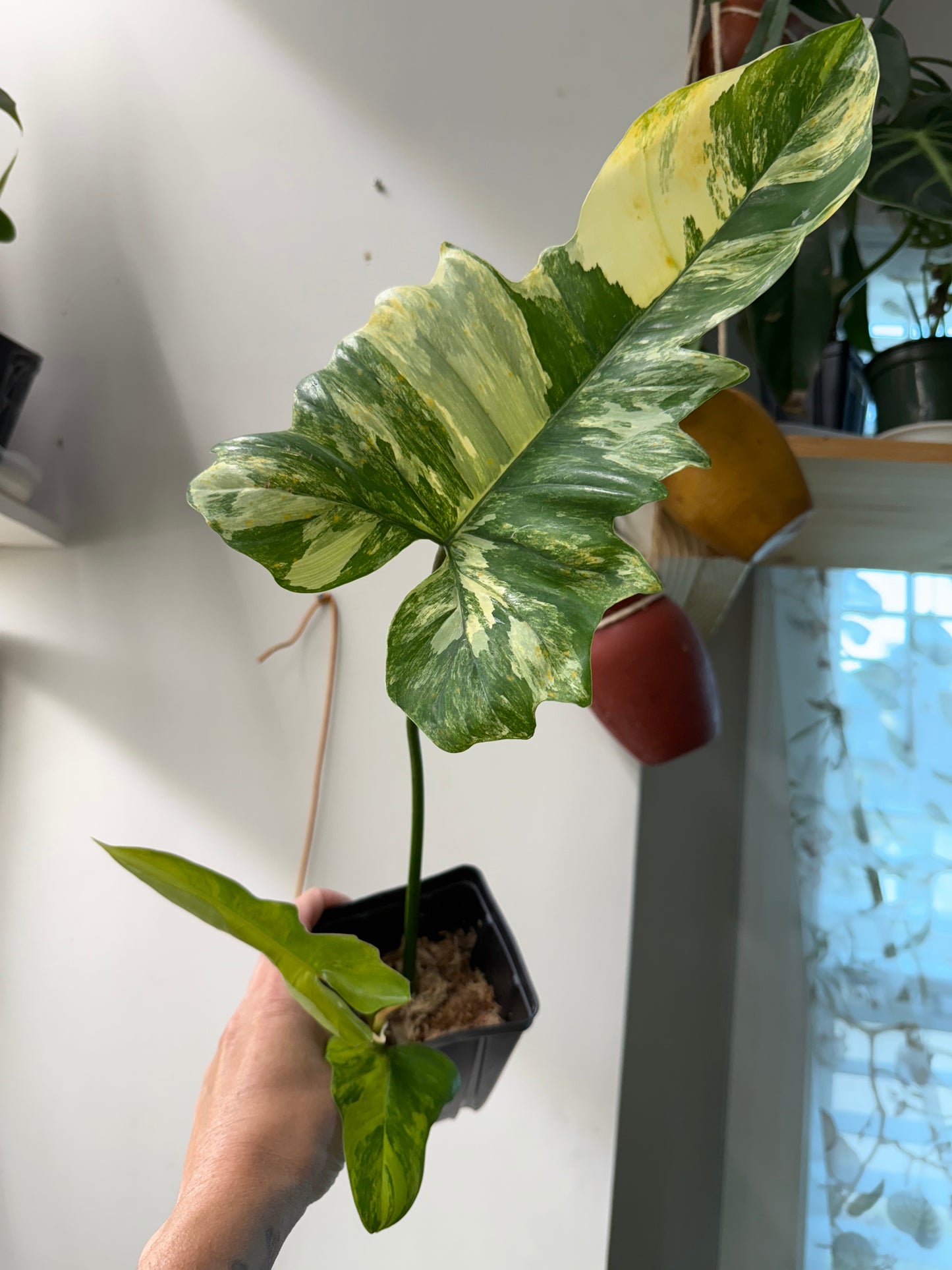 Philodendron Florida Beauty x Mayoi