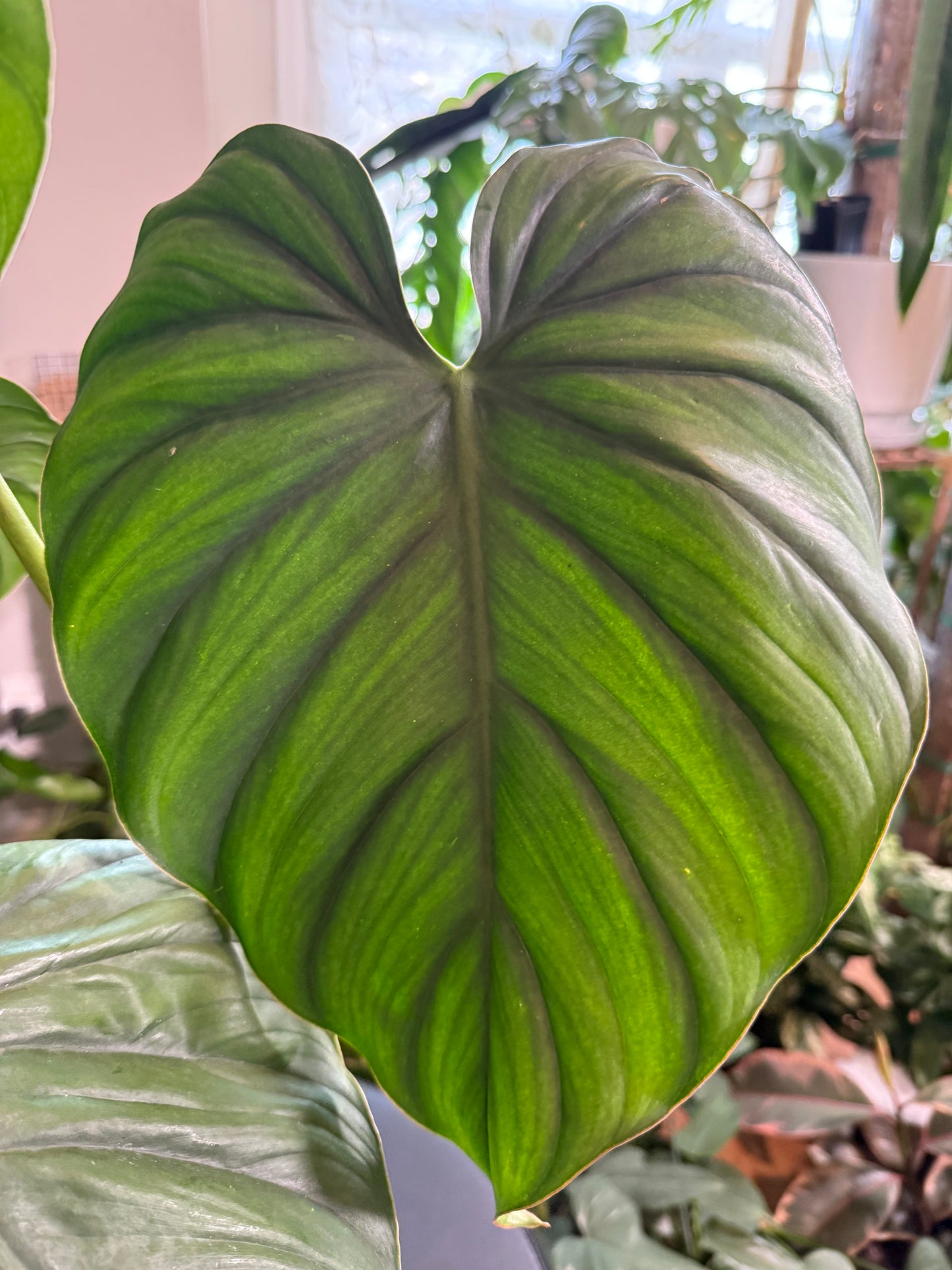 Philodendron Columbia for sale – rare climbing aroid with large velvety green leaves and bold veining.