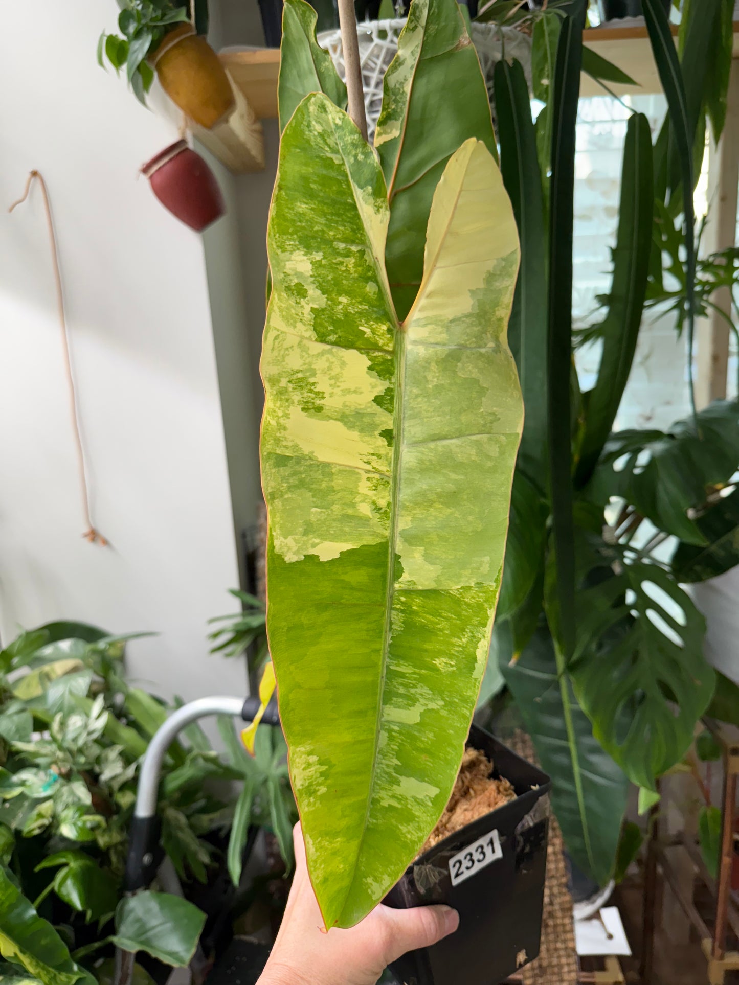 Philodendron Variegated Billietiae – Rare Aroid with Stunning Marbled Foliage