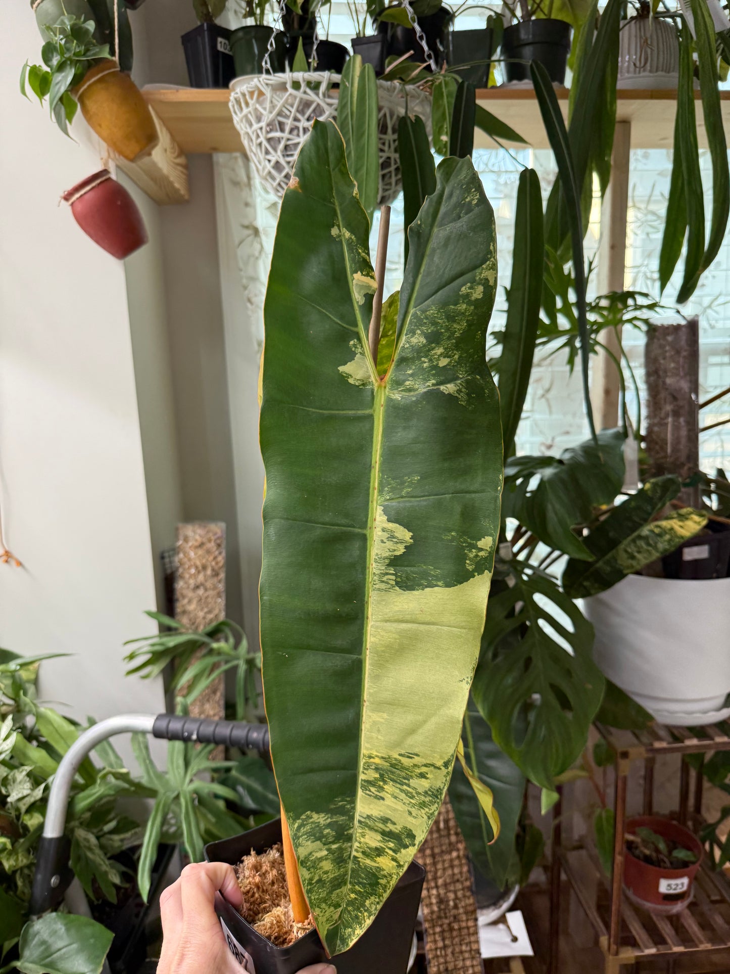 Philodendron Variegated Billietiae – Rare Aroid with Stunning Marbled Foliage
