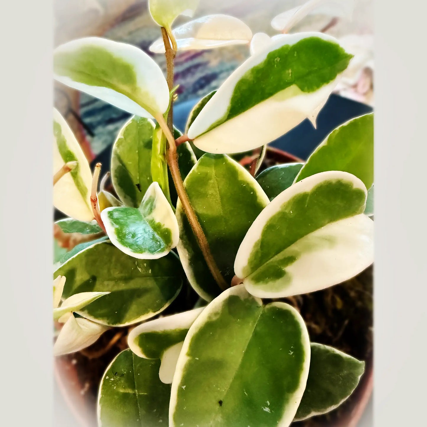 Hoya carnosa 'Krimson Queen' – Stunning Variegated Tropical Vine