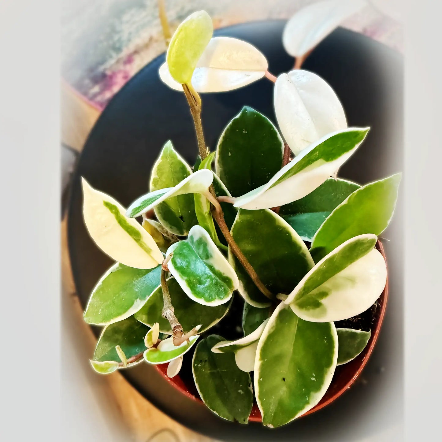 Hoya carnosa 'Krimson Queen' – Stunning Variegated Tropical Vine