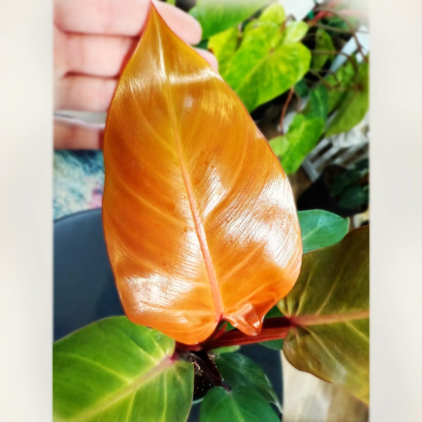Philodendron 'McColley’s Finale' – The Dramatic Tropical Treasure