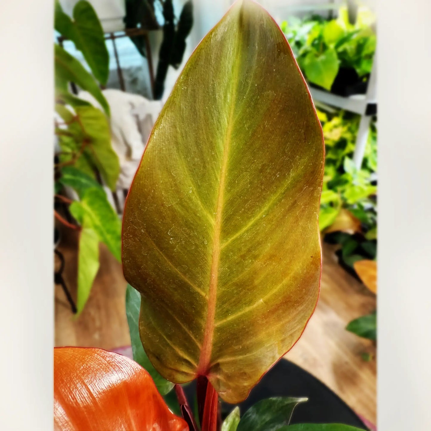 Philodendron 'McColley’s Finale' – The Dramatic Tropical Treasure