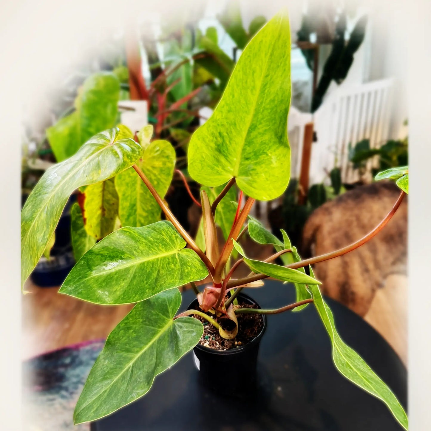 Philodendron Painted Lady – Rare Variegated Tropical Climber