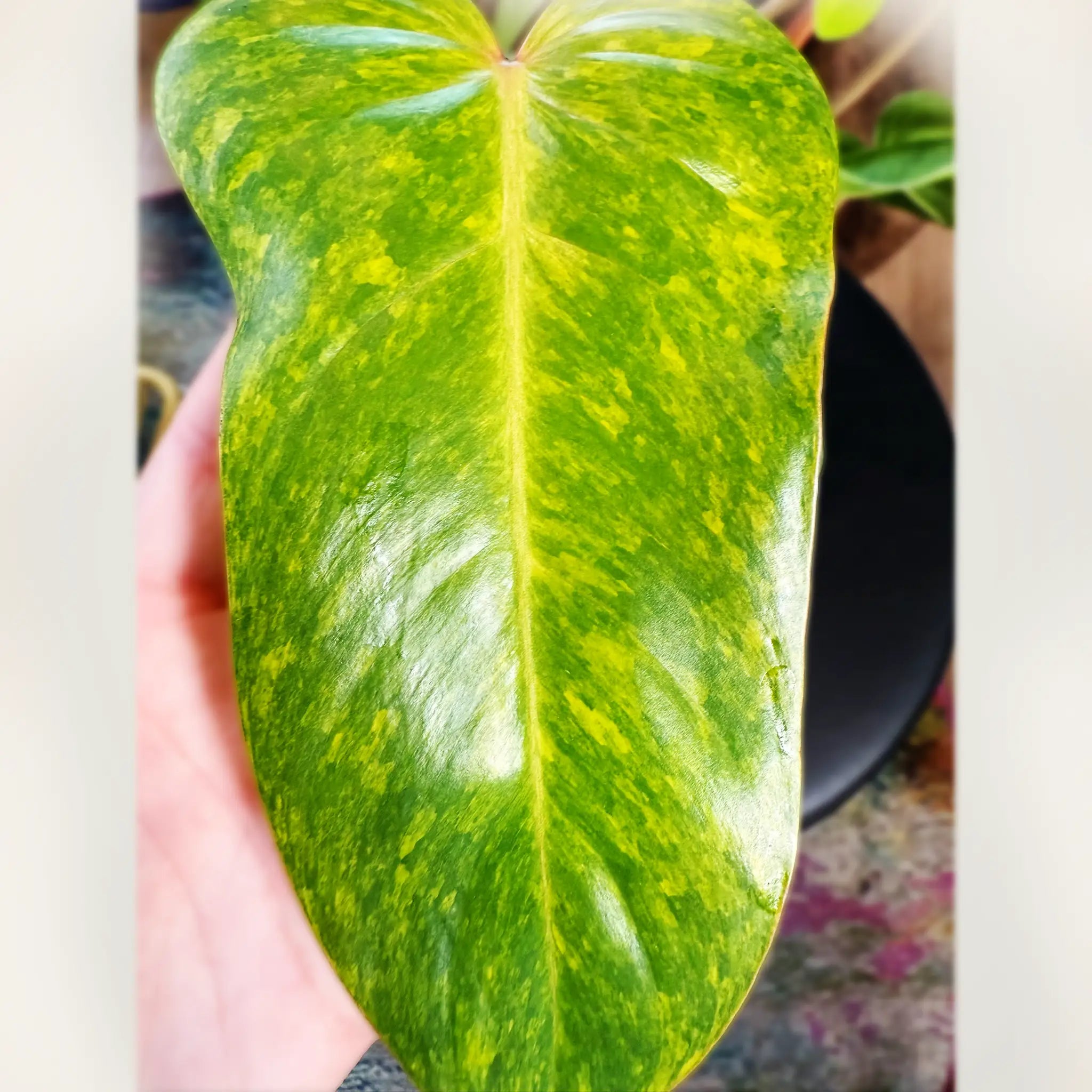 Philodendron Painted Lady Rare Variegated Tropical Climber Prop Spot philodendron-painted-lady-rare-variegated-tropical-climber-prop-spot