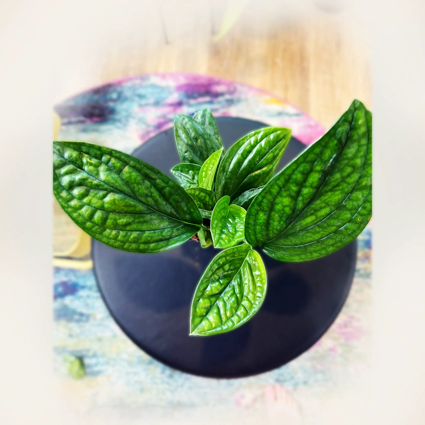 Monstera Peru – Rare Textured Tropical Houseplant