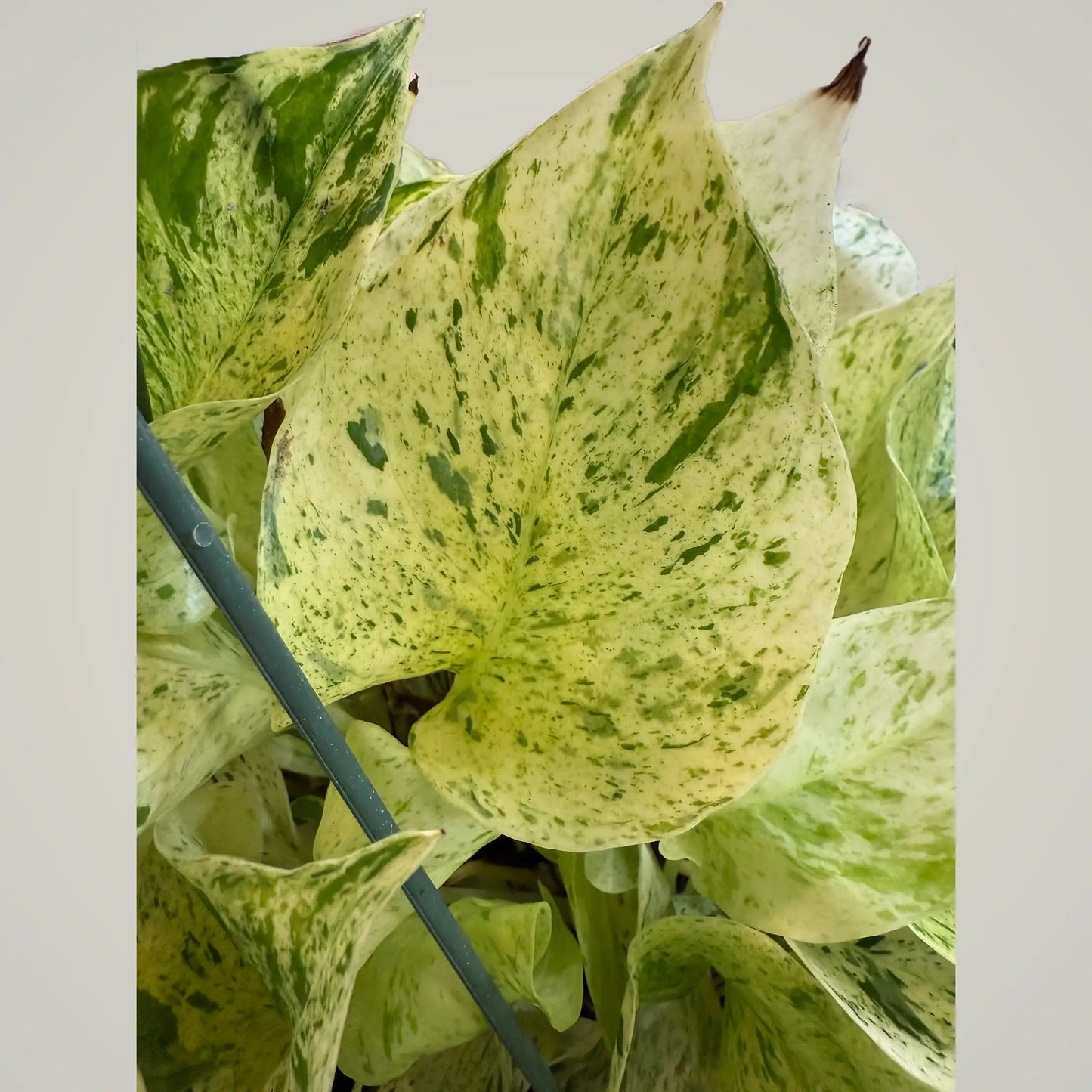 Pothos Snow Queen – Variegated Trailing Hanging Basket Plant