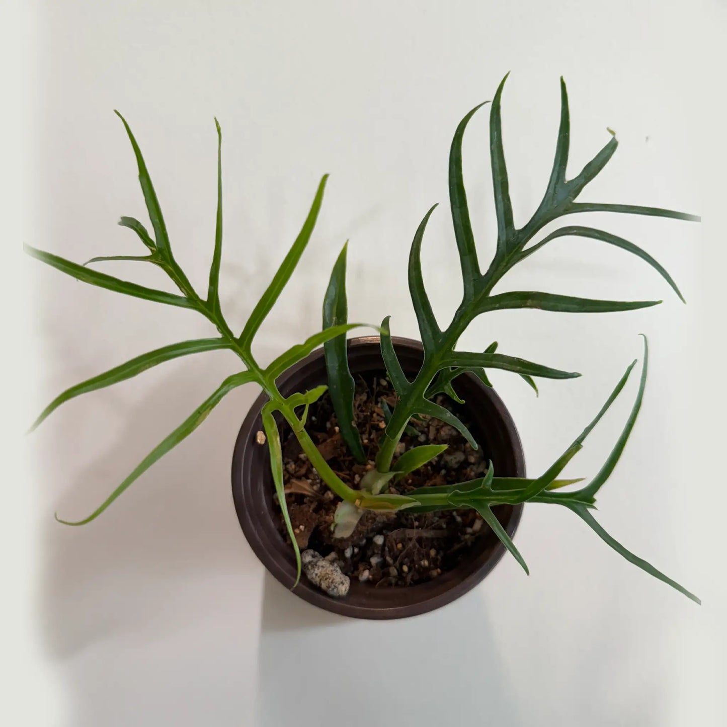 Philodendron Tortum – Rare Tropical Climber with Unique Spiky Foliage | Indoor Statement Plant
