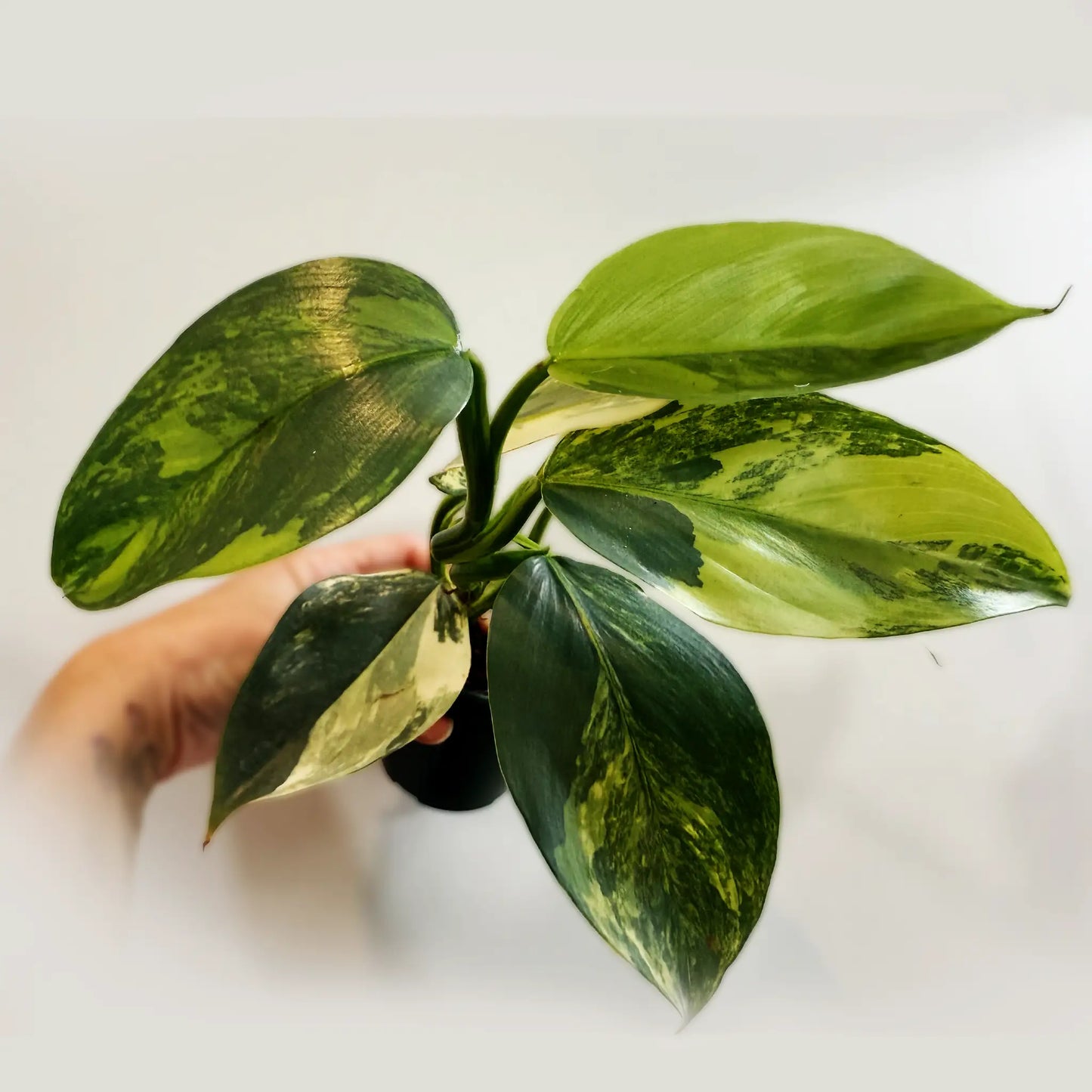 Philodendron Silver Sword Variegated – Rare Tropical Climber