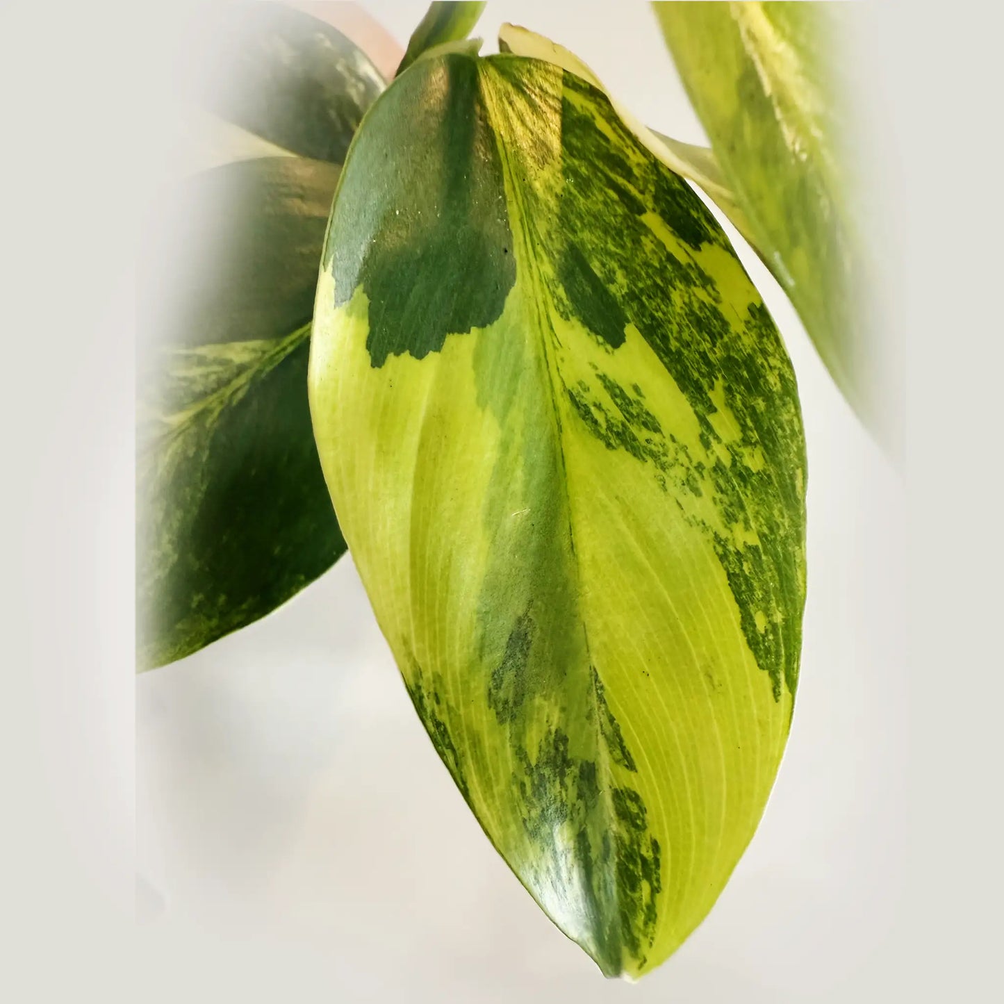 Philodendron Silver Sword Variegated – Rare Tropical Climber