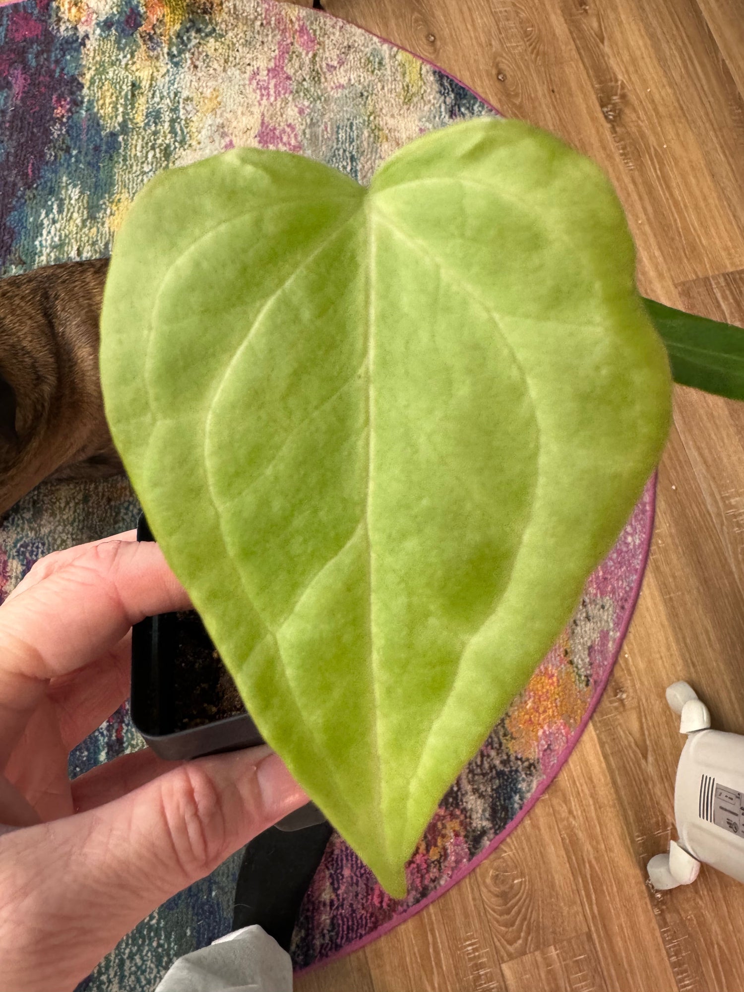 Anthurium Collection – Elegant, Vibrant Tropical Houseplants