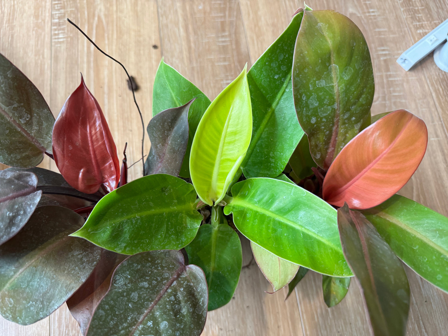 Philodendron Collection