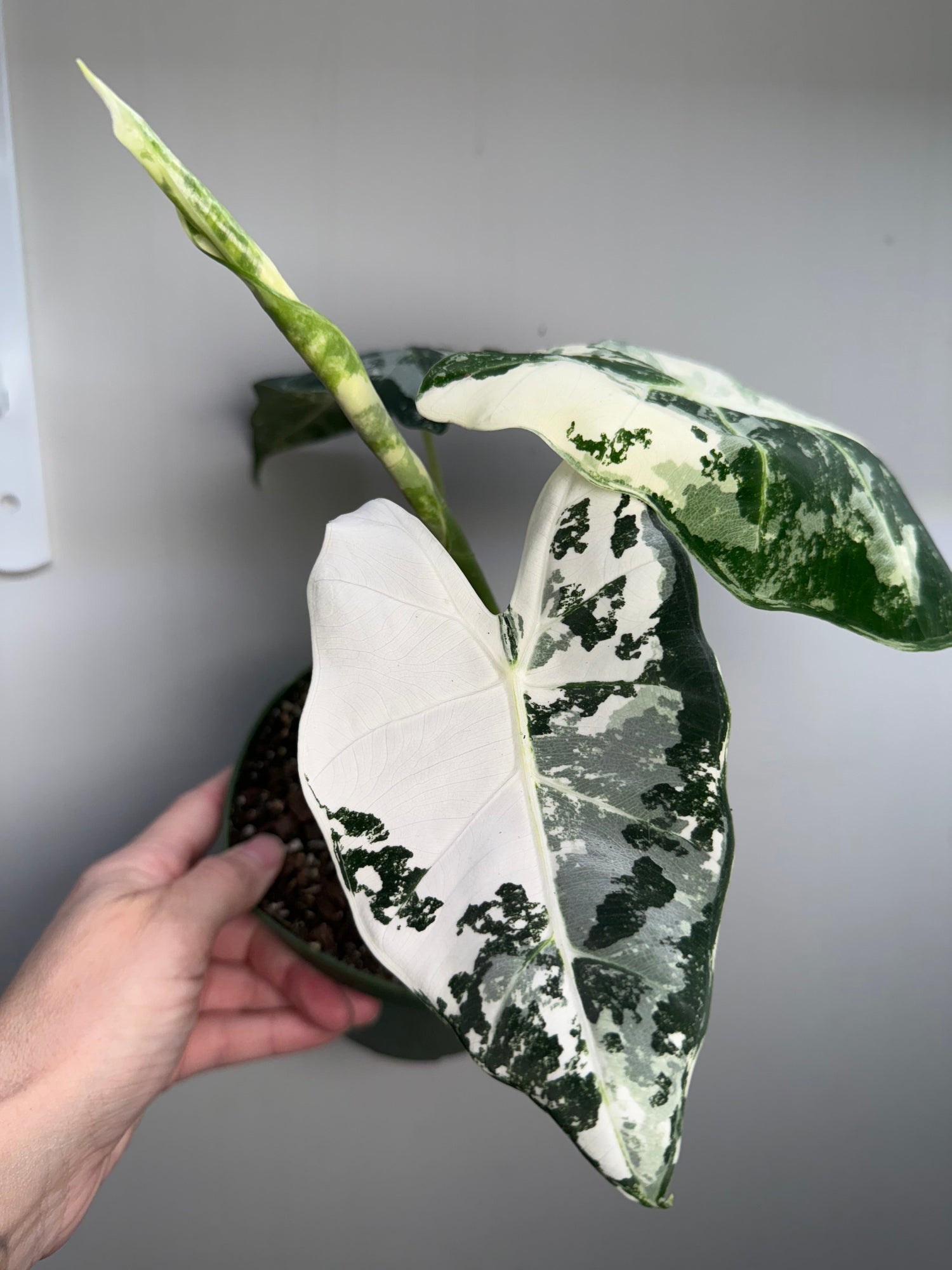 Alocasia Collection - Rare Tropical Houseplants