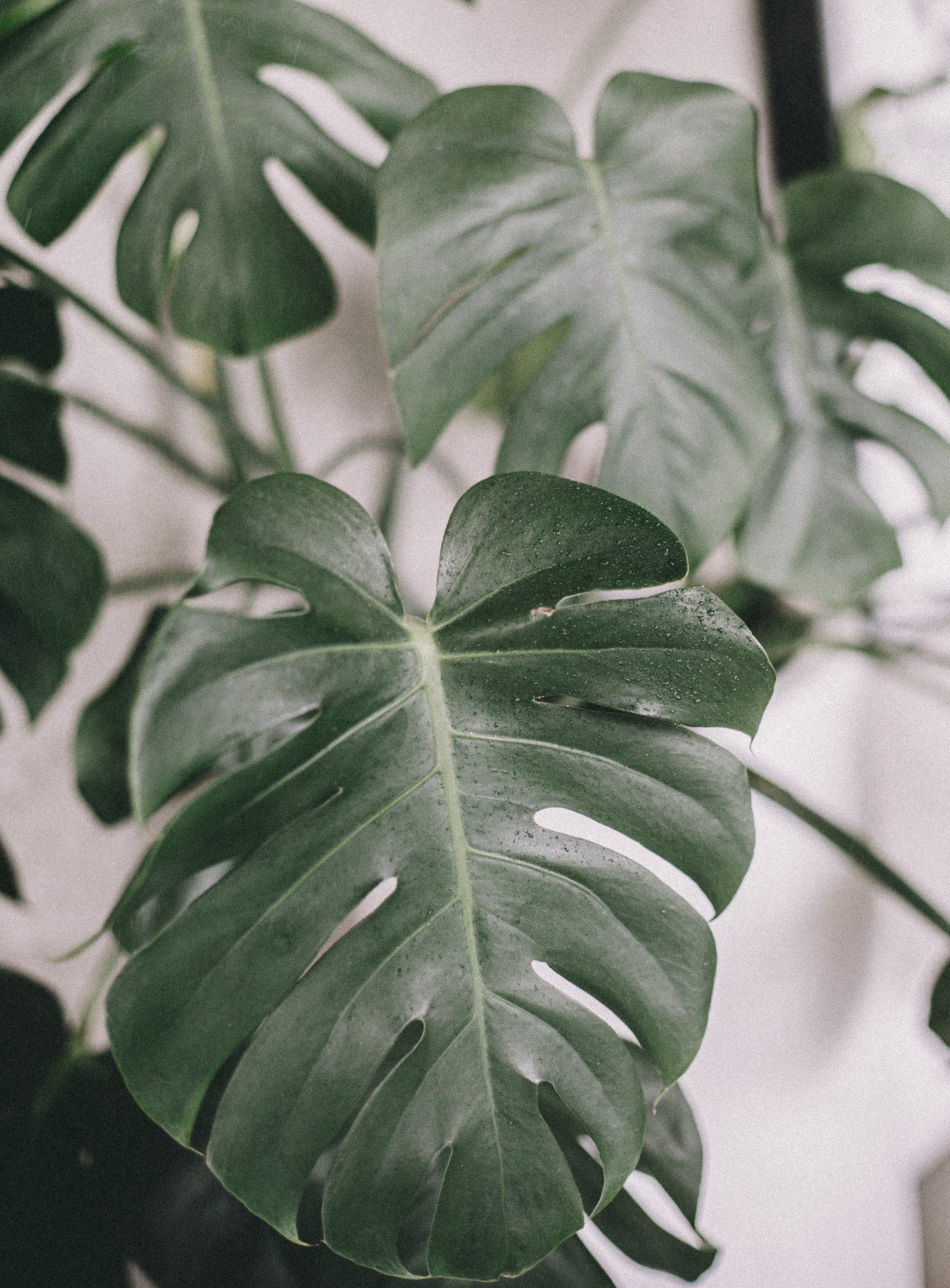 Monstera Collection – Must-Have Tropical Houseplants with Iconic Split and Fenestrated Leaves