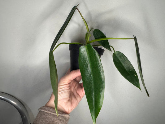 Philodendron Spiritus Sancti – Ultra Rare Aroid Holy Grail