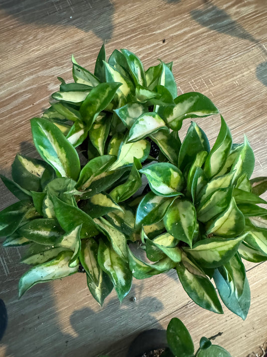 Hoya 'Tricolor' Krimson Princess – Variegated Wax Plant with Vining Charm