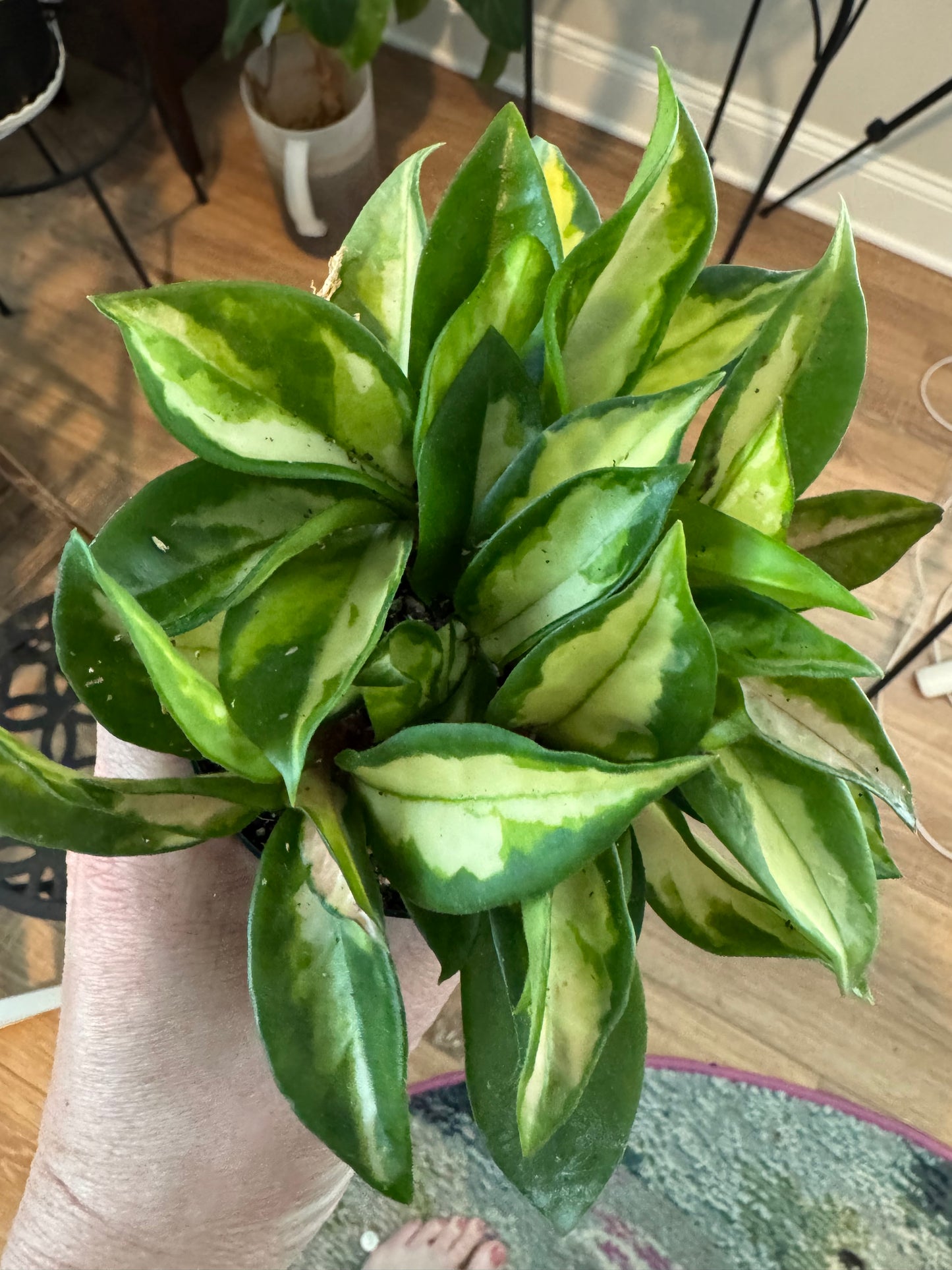 Hoya 'Tricolor' Krimson Princess – Variegated Wax Plant with Vining Charm