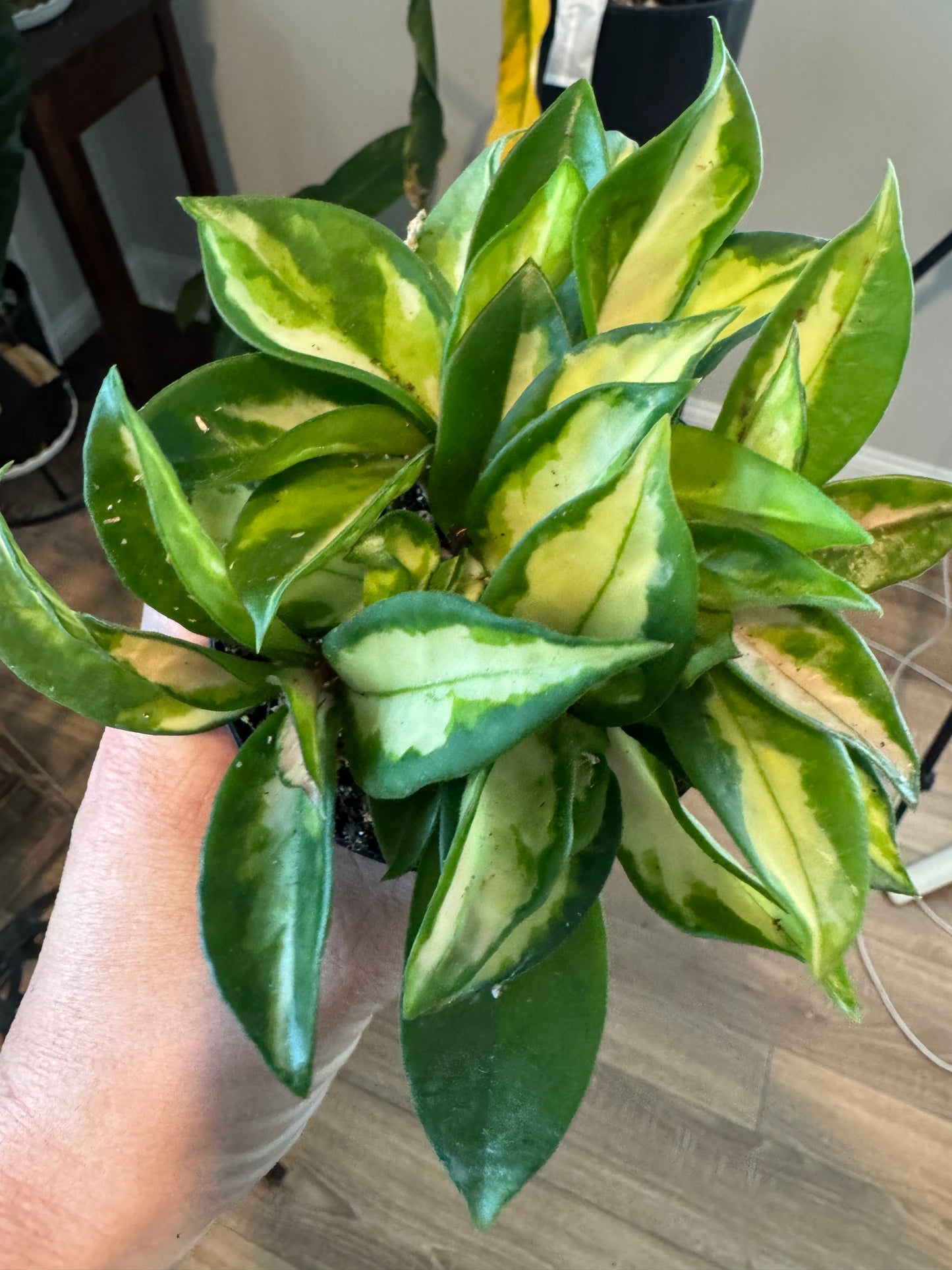 Hoya 'Tricolor' Krimson Princess – Variegated Wax Plant with Vining Charm