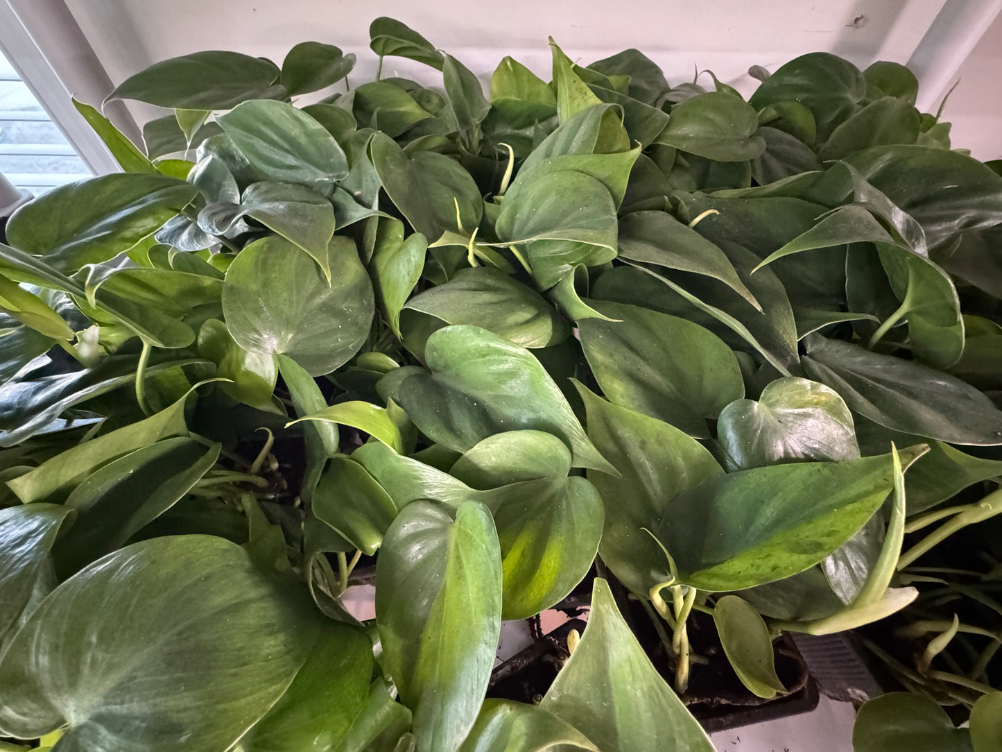 Philodendron Cordatum – Classic Heartleaf Philodendron