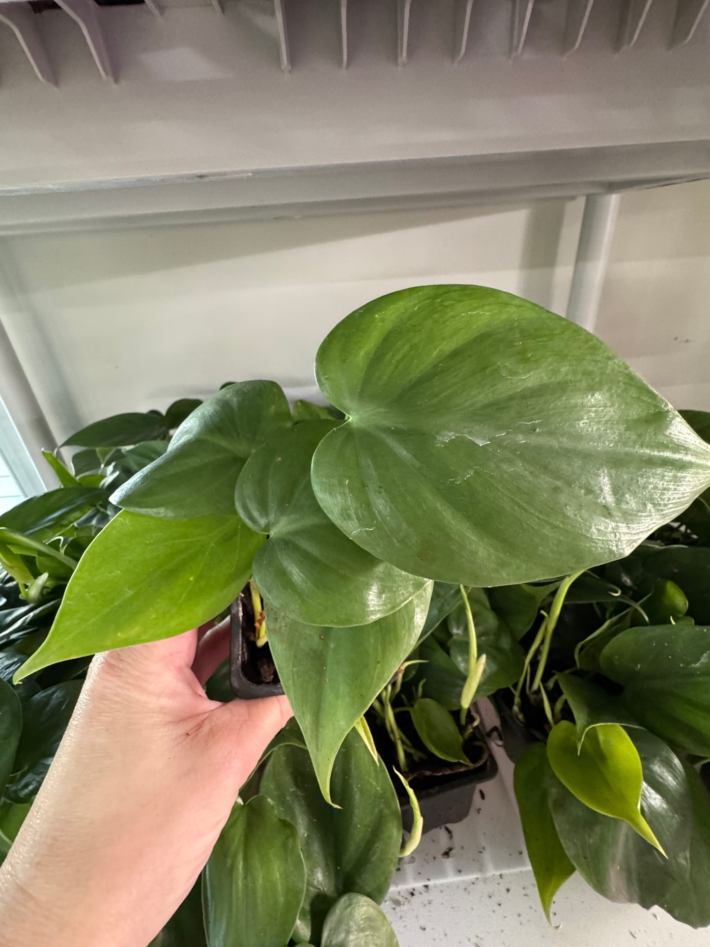 Philodendron Cordatum – Classic Heartleaf Philodendron