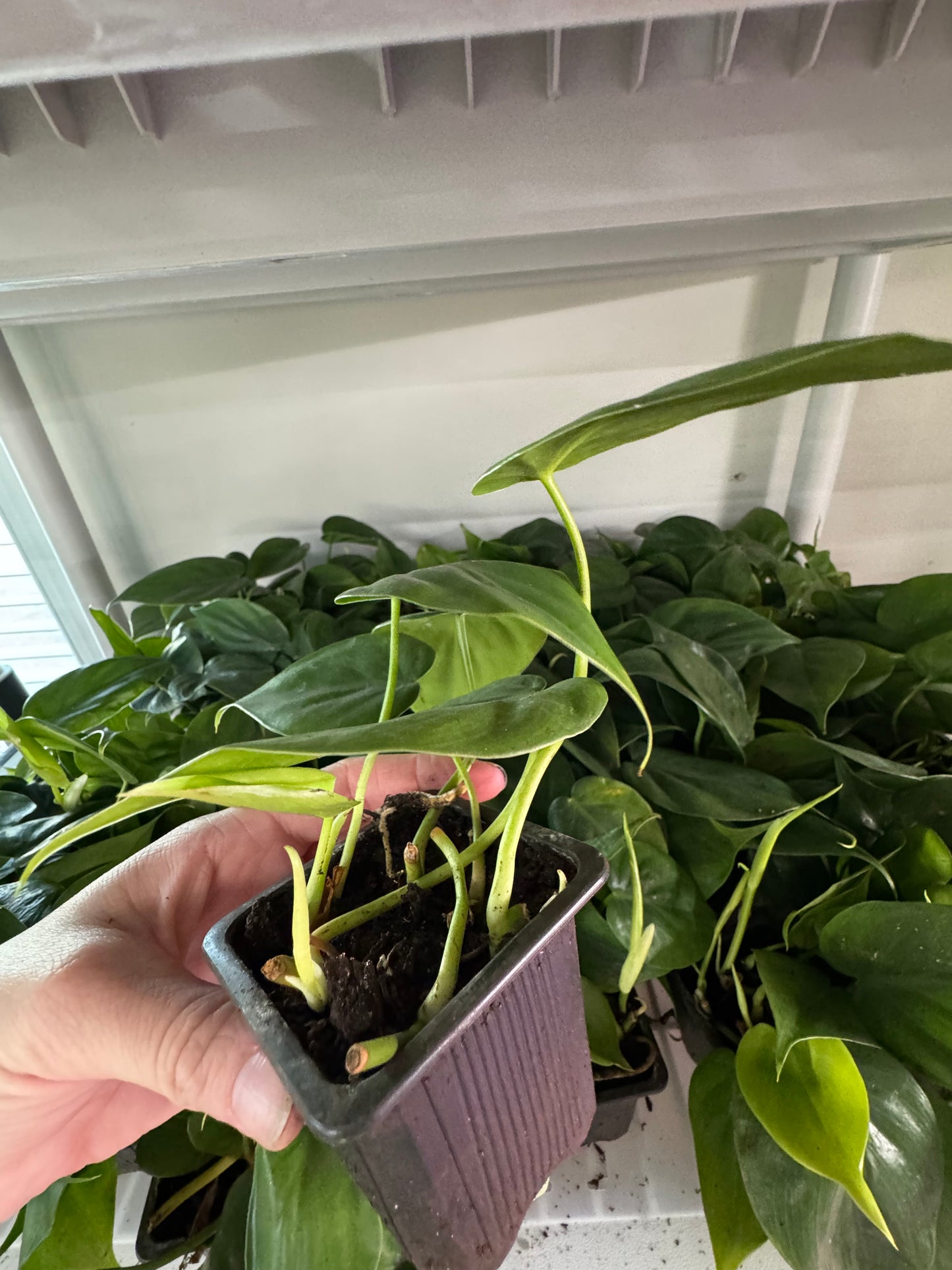 Philodendron Cordatum – Classic Heartleaf Philodendron