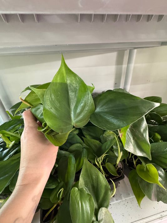 Philodendron Cordatum – Classic Heartleaf Philodendron