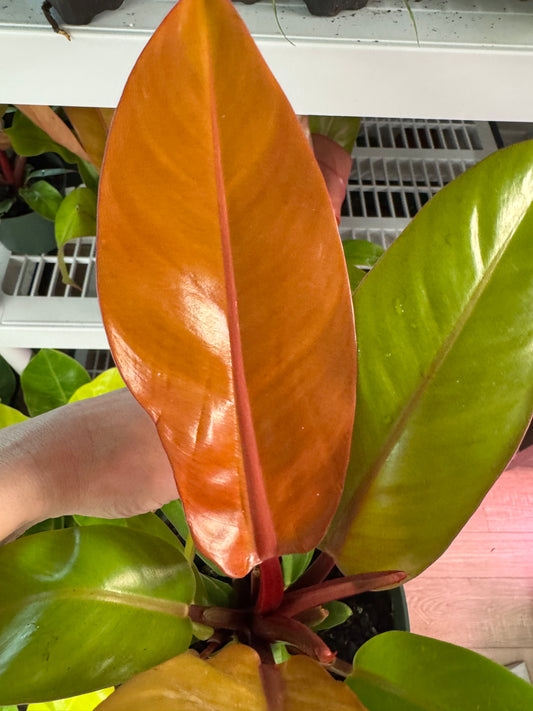 hilodendron Prince of Orange – Bold Foliage with a Regal Pop of Color