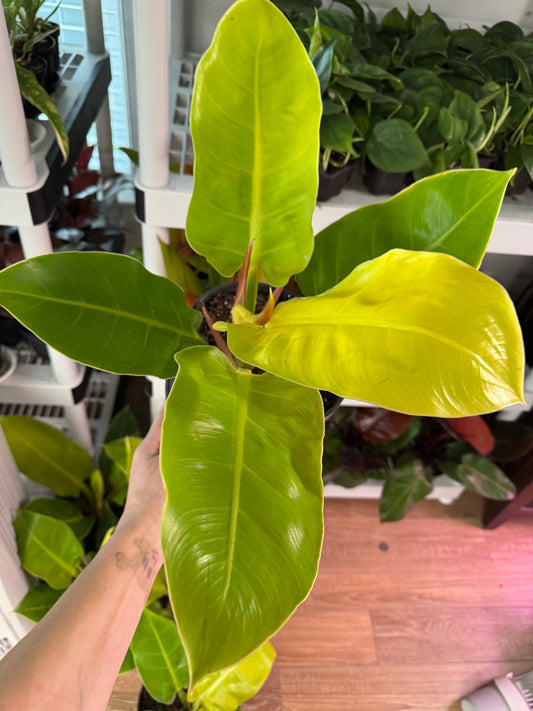 Philodendron Moonlight – Bright Neon Foliage for a Bold Indoor Statement