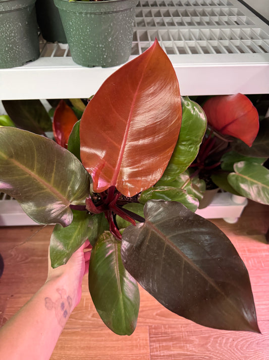 Philodendron Sun Red – Vibrant New Growth in Fiery Red Tones