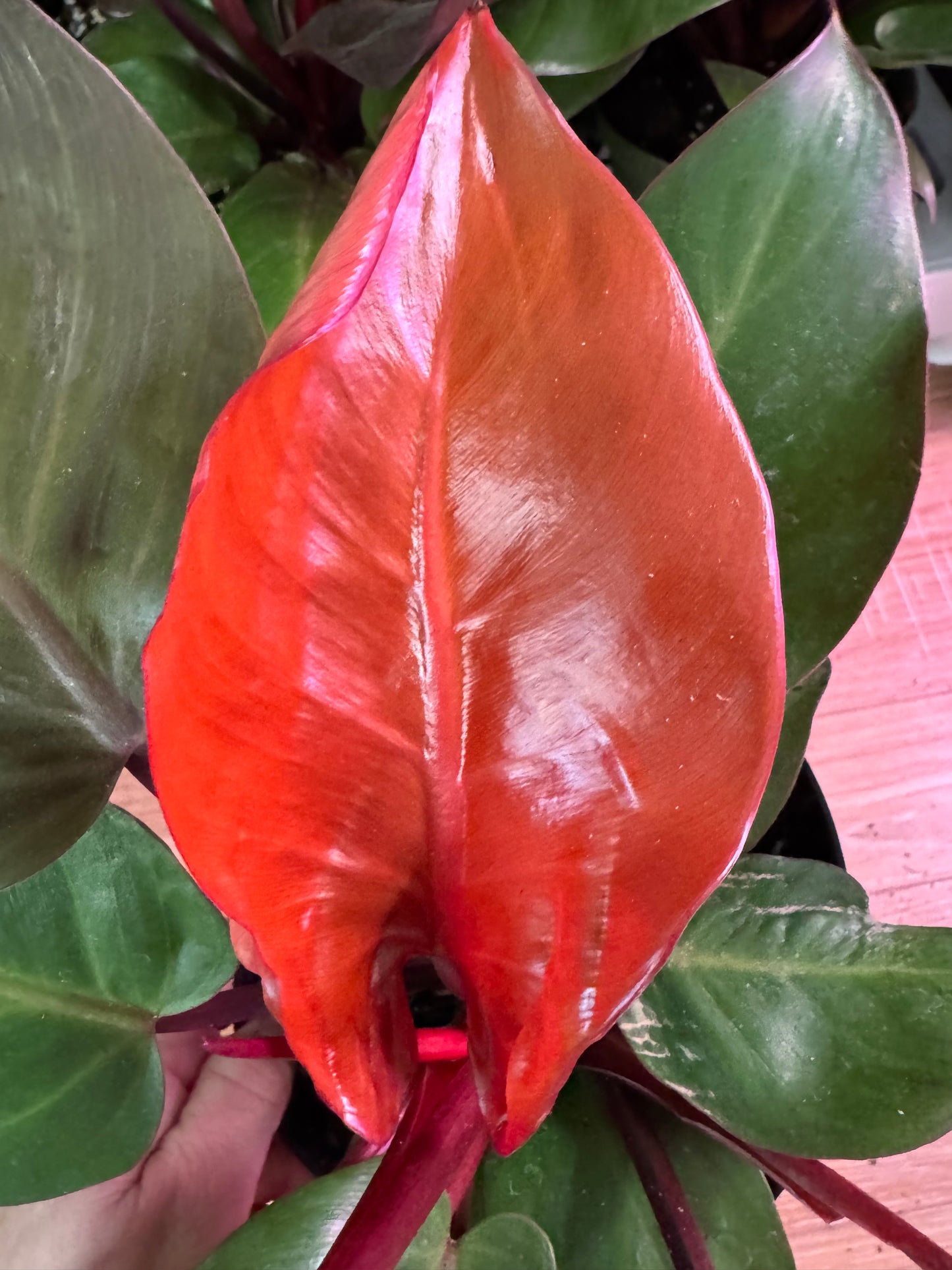 Philodendron Sun Red – Vibrant New Growth in Fiery Red Tones