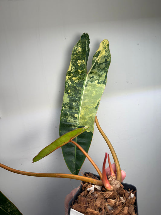 Philodendron Variegated Billietiae – Rare Aroid with Stunning Marbled Foliage