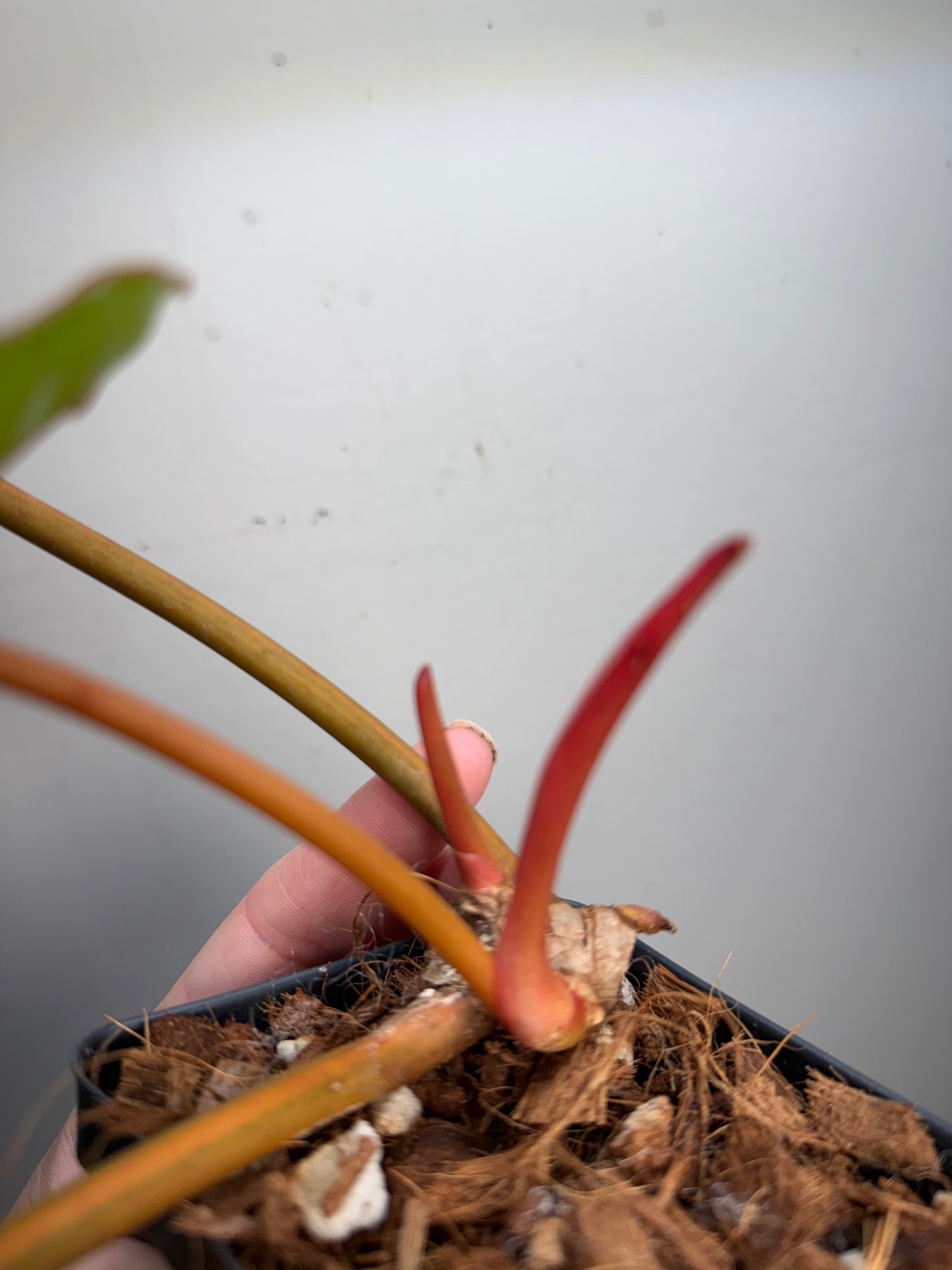 Philodendron Variegated Billietiae – Rare Aroid with Stunning Marbled Foliage