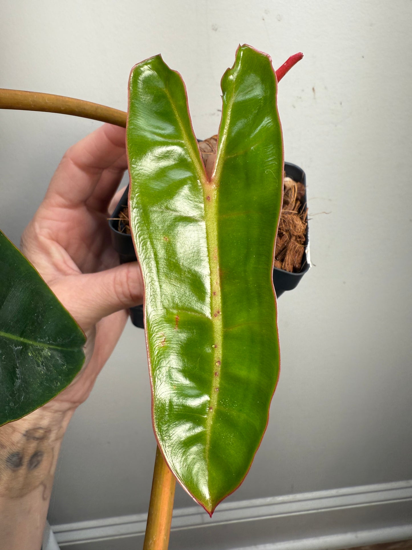 Philodendron Variegated Billietiae – Rare Aroid with Stunning Marbled Foliage