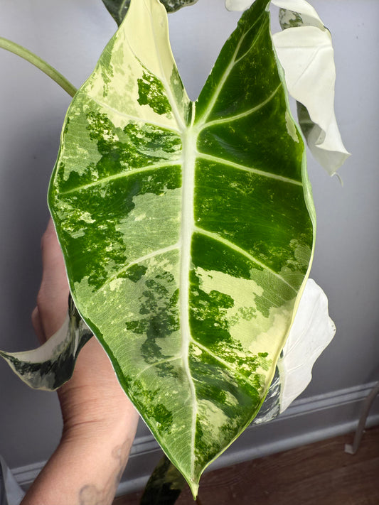 Alocasia Variegated Frydek – Stunning Variegated Elephant Ear Plant